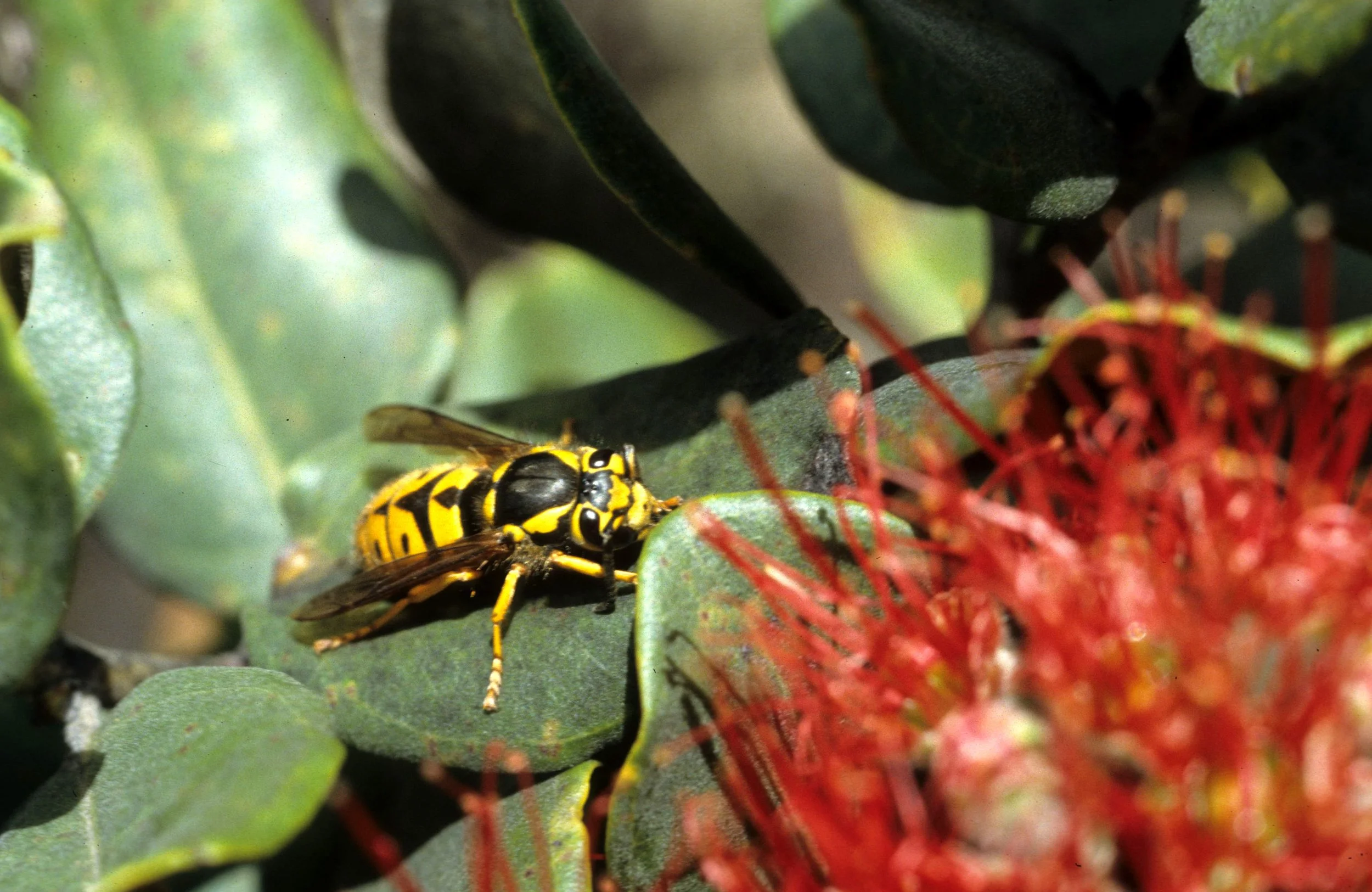 INVERT - VESPID WASP - HAWAII.jpg