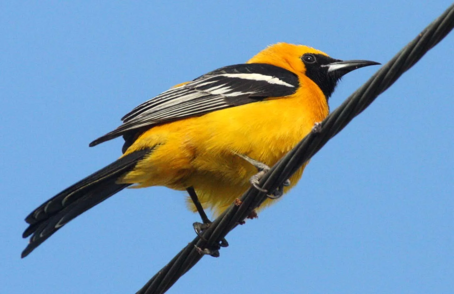 Hooded Oriole (Icterus cucullatus) Loreto Baja Mexico (15).JPG
