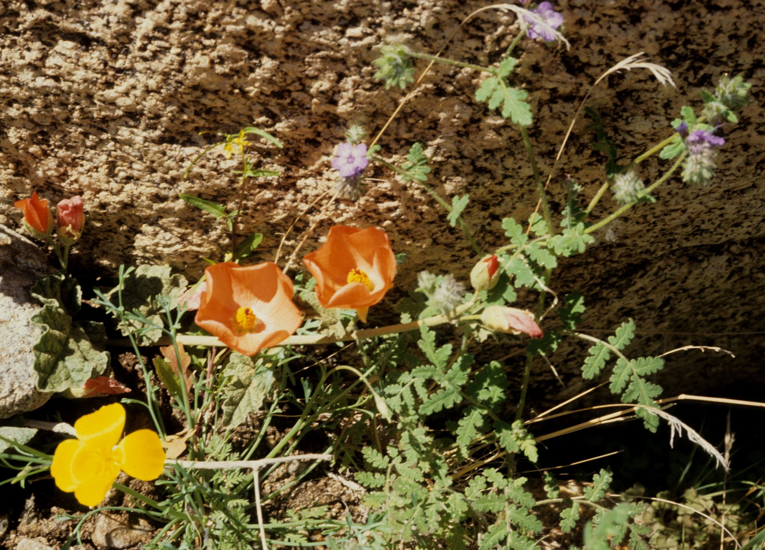 DEATH VALLEY - MALVACEAE - SPHAERALCEA PULCHELLA - DESERT MALLOW.jpg