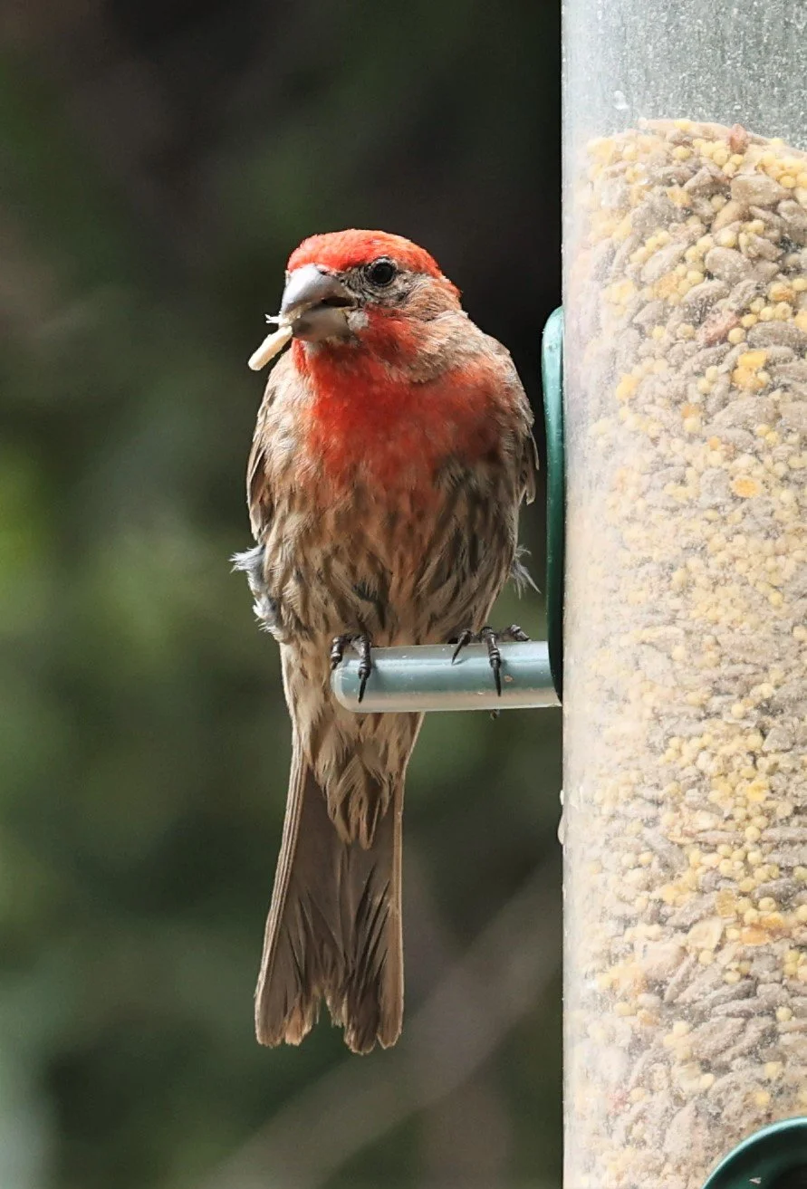 House Finch (Haemorhous mexicanus) Ash Canyon Arizona (5).jpg