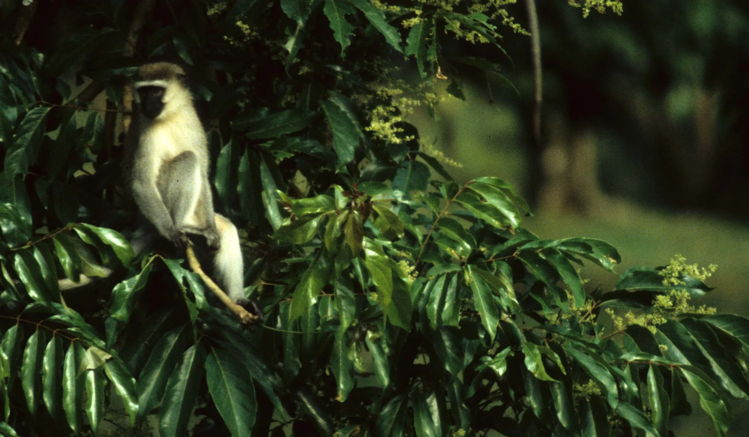 PRIMATE - VERVETMONKEY - UGANDA4.jpg
