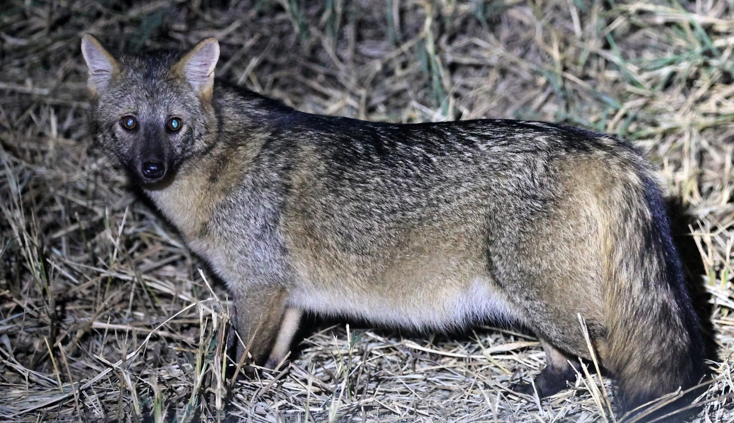Crab-eating Fox (Cerdocyon thous) Estancia Campo'í Paraguay  (4).jpg