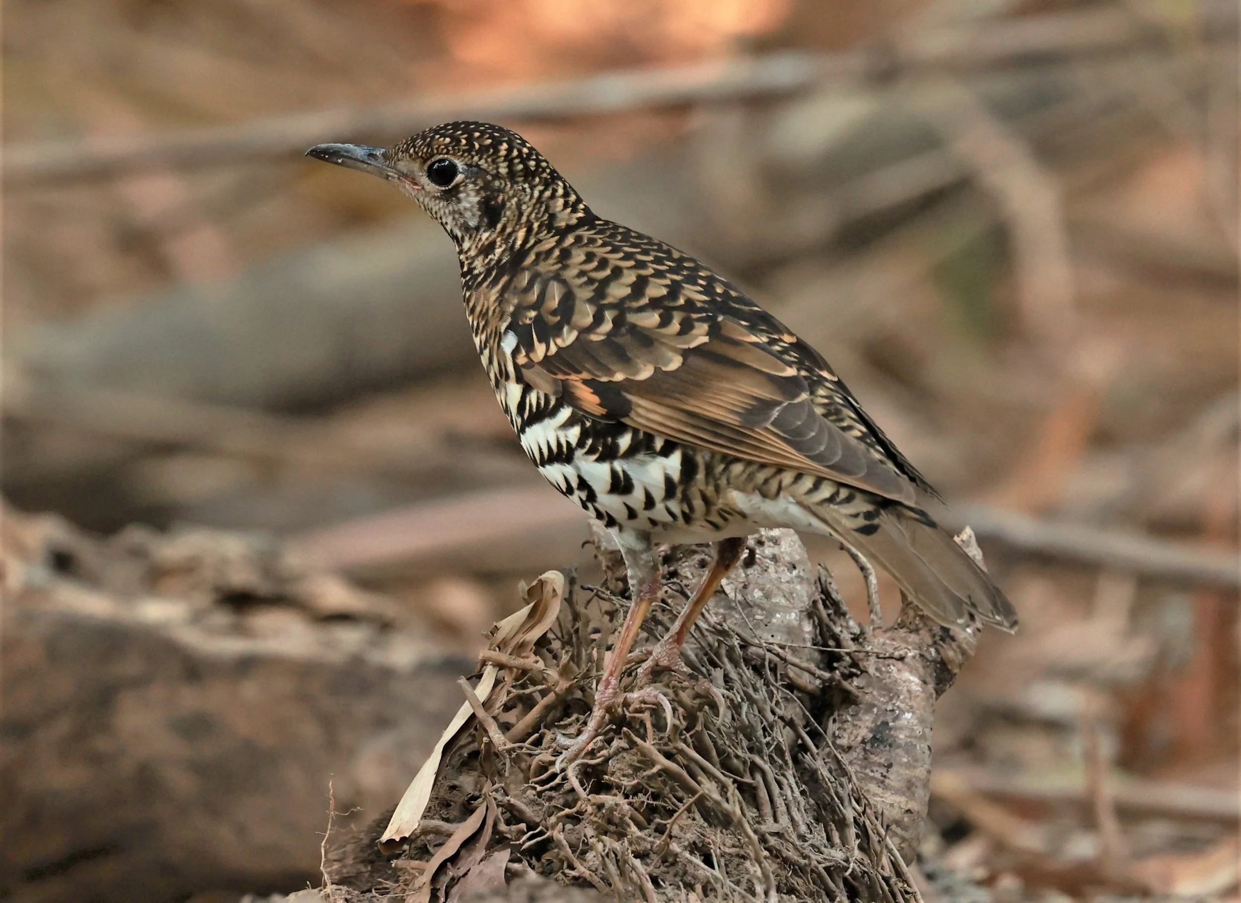 White's Thrush (Zoothera aurea) Putthamonthon Park Nakhon Pathom Thailand (70).jpg