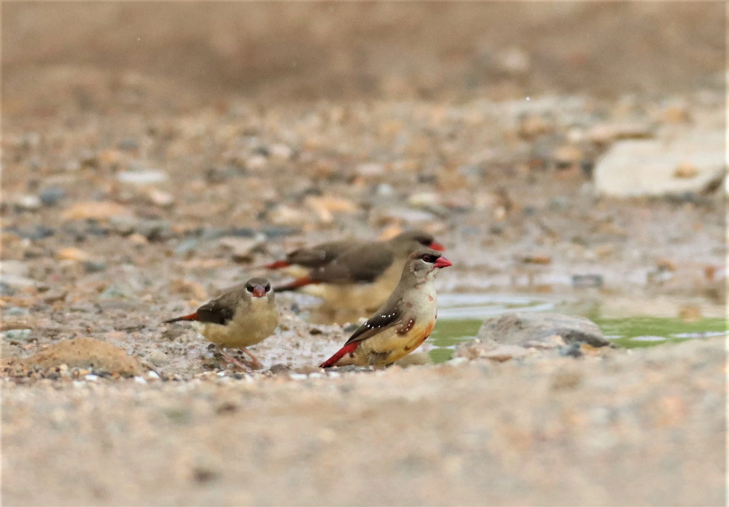 RED AVADAVAT - Amandava amandava - LAT KRABANG WETLANDS THAP YAO (4).jpg