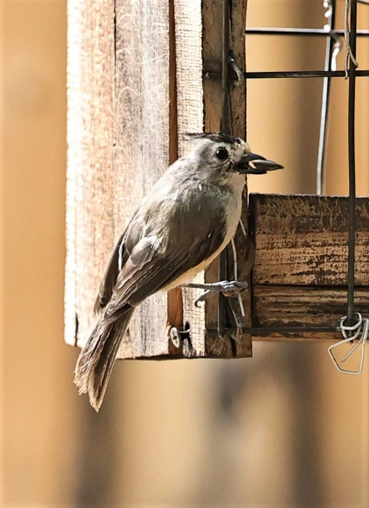 Black-crested Titmouse (Baeolophus atricristatus) Davis Mountains State Park, Texas (1).jpg