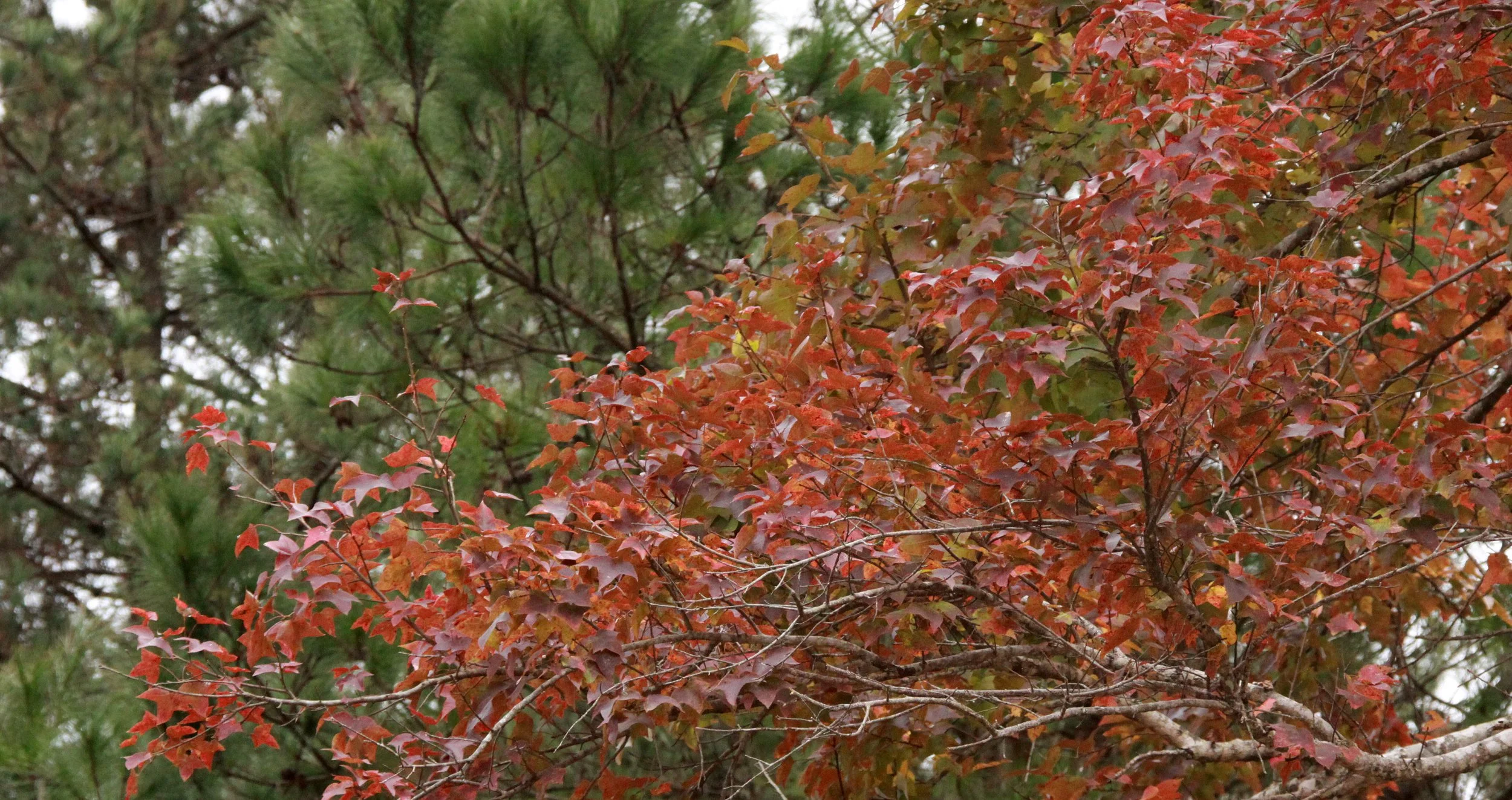 MEIHUASHAN - FUJIAN CHINA (20).JPG