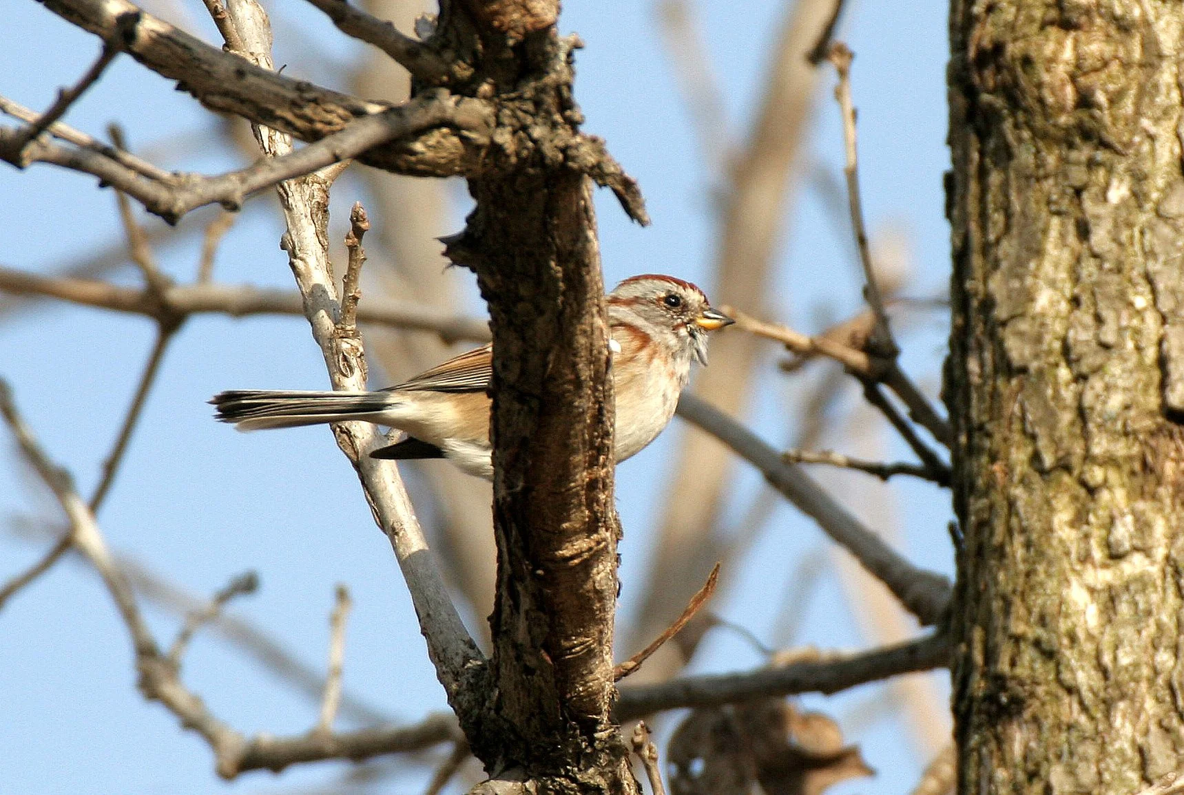 Field Sparrow (Spizella pusilla) Lincoln Marsh Illinois (5).JPG