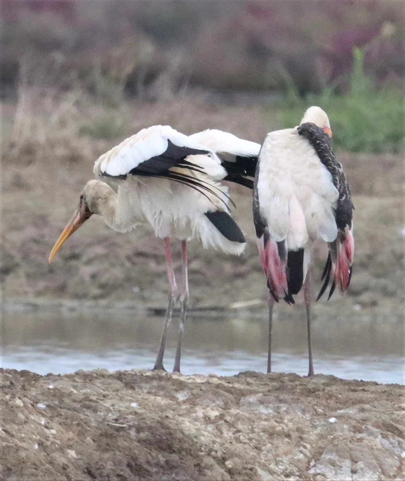 STORK - MILKY STORK - Mycteria cinerea - WITH PAINTED STORK - KHLONG TAMRU CHONBURI (12).jpg