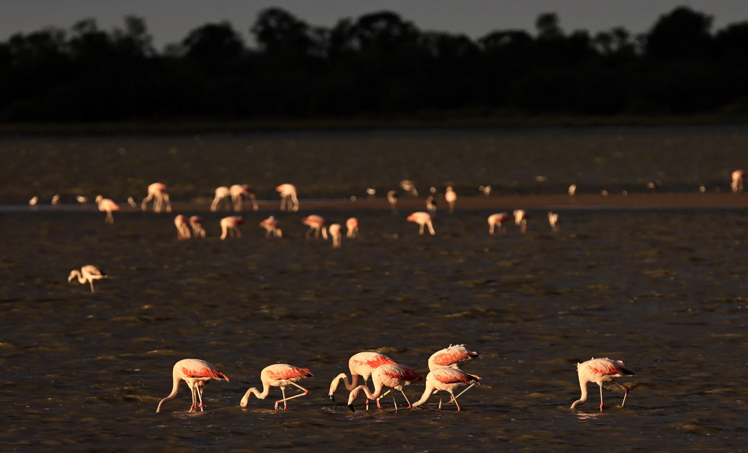 Chilean Flamingo (Phoenicopterus chilensis) Chaco Lodge & Laguna Salada Paraguay (88).jpg