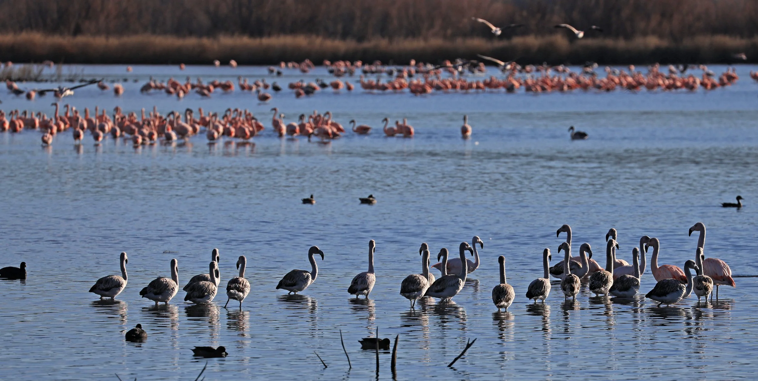 Chilean Flamingo (Phoenicopterus chilensis) Lagunas del Ornitólogo, Trelew Argentina (45).jpg