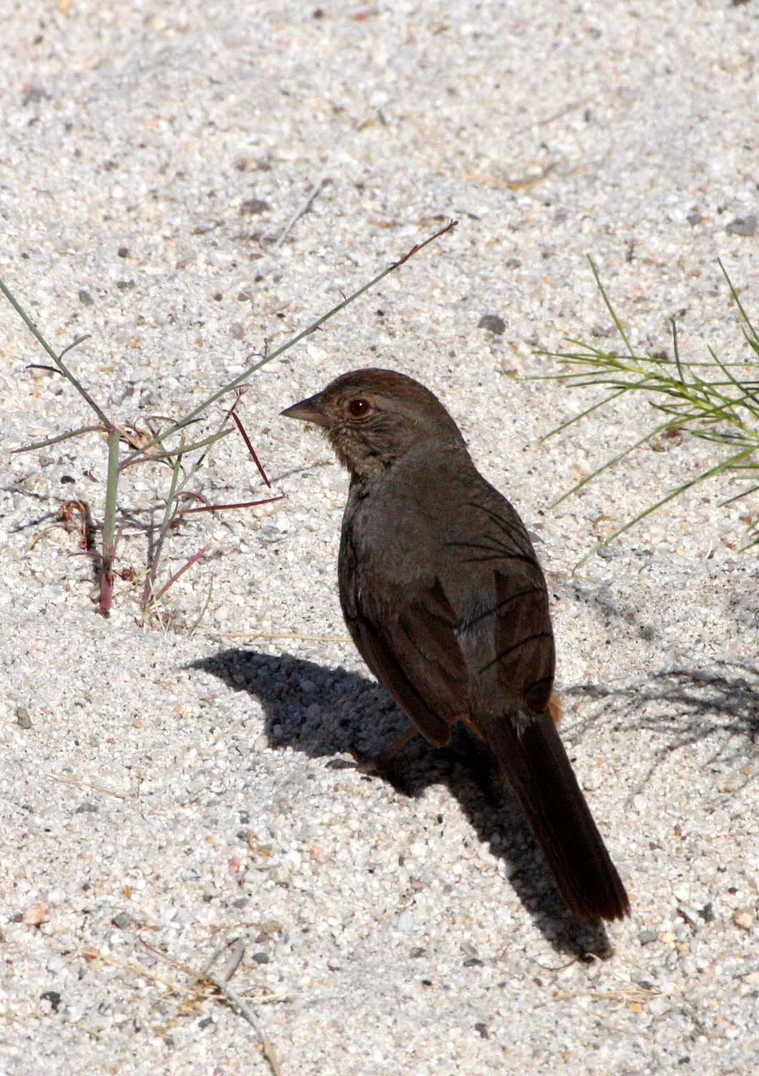 California Towhee (Pipilo crissalis) Catavina Desert Baja Mexico (4).JPG