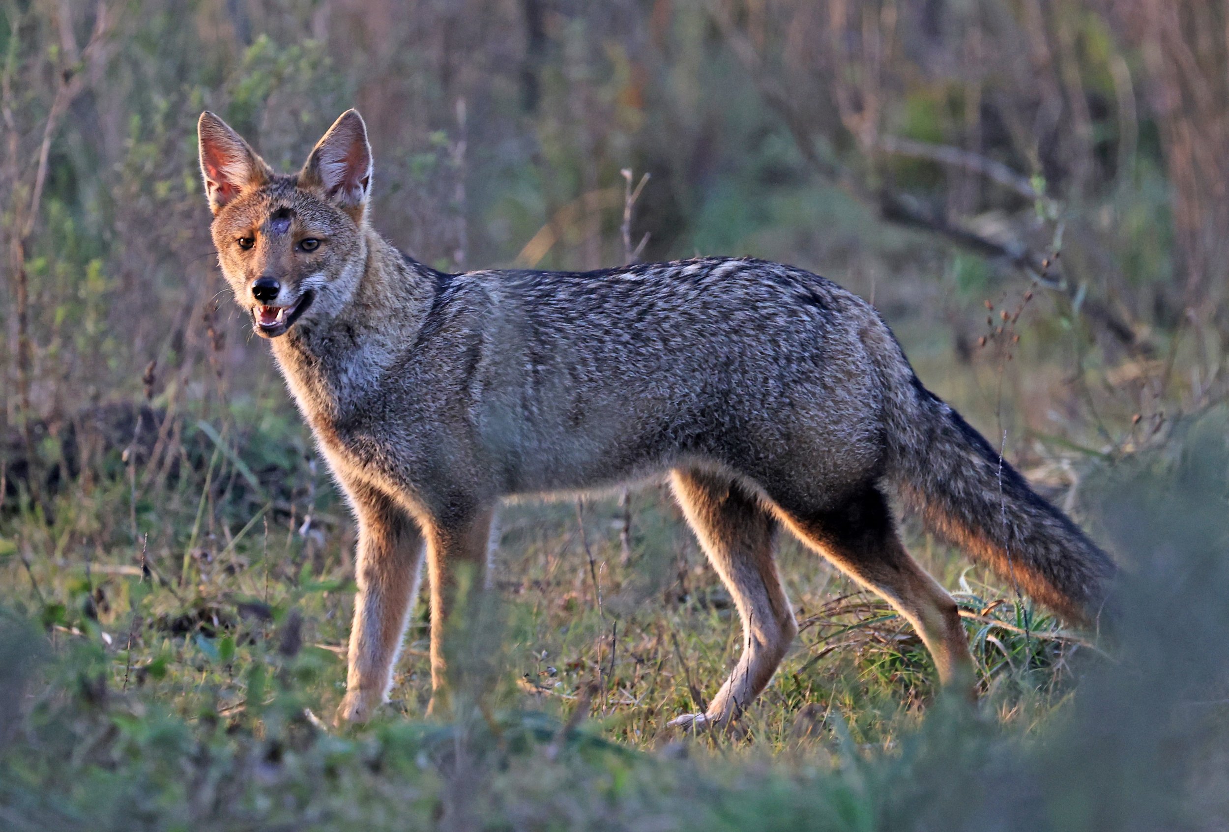 Pampas Fox (Lycalopex gymnocercus) El Palmar National Park, Entre Rios, Argentina (13).jpg