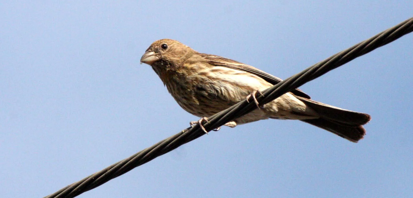 House Finch (Haemorhous mexicanus) Catavina Desert Baja Mexico (1).JPG