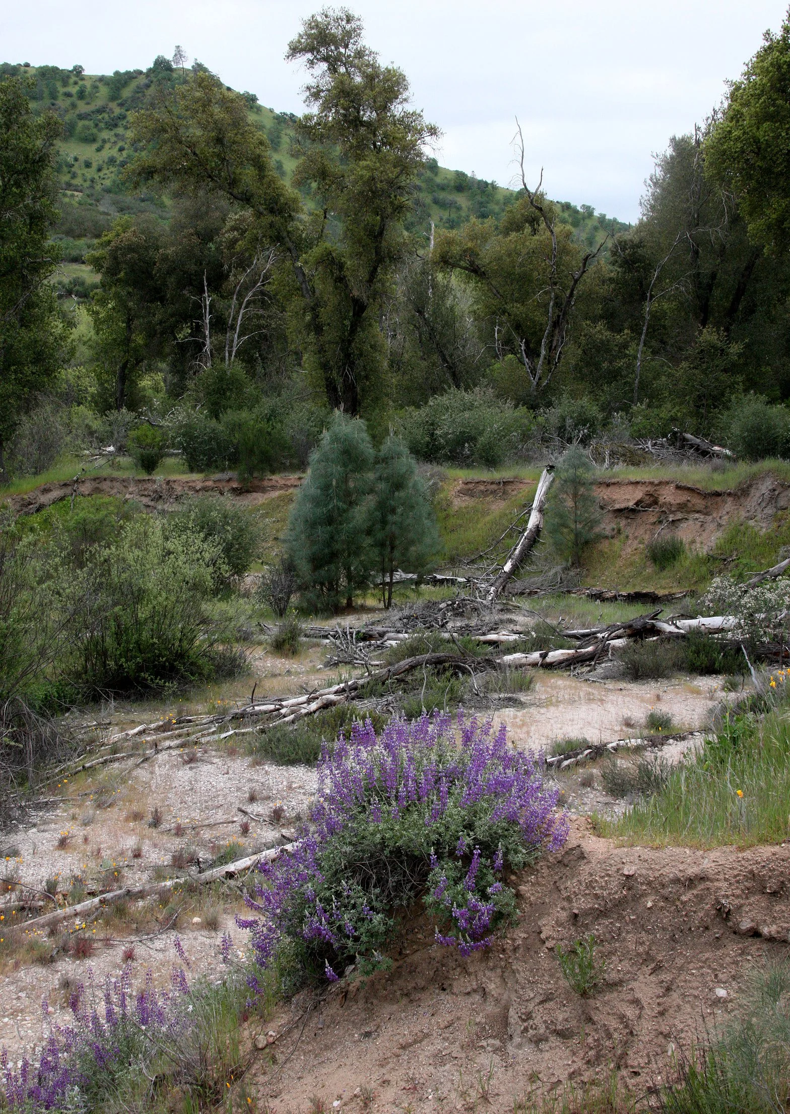 PINNACLES NATIONAL MONUMENT CALIFORNIA - RIPARIAN COMMUNITY (5).JPG