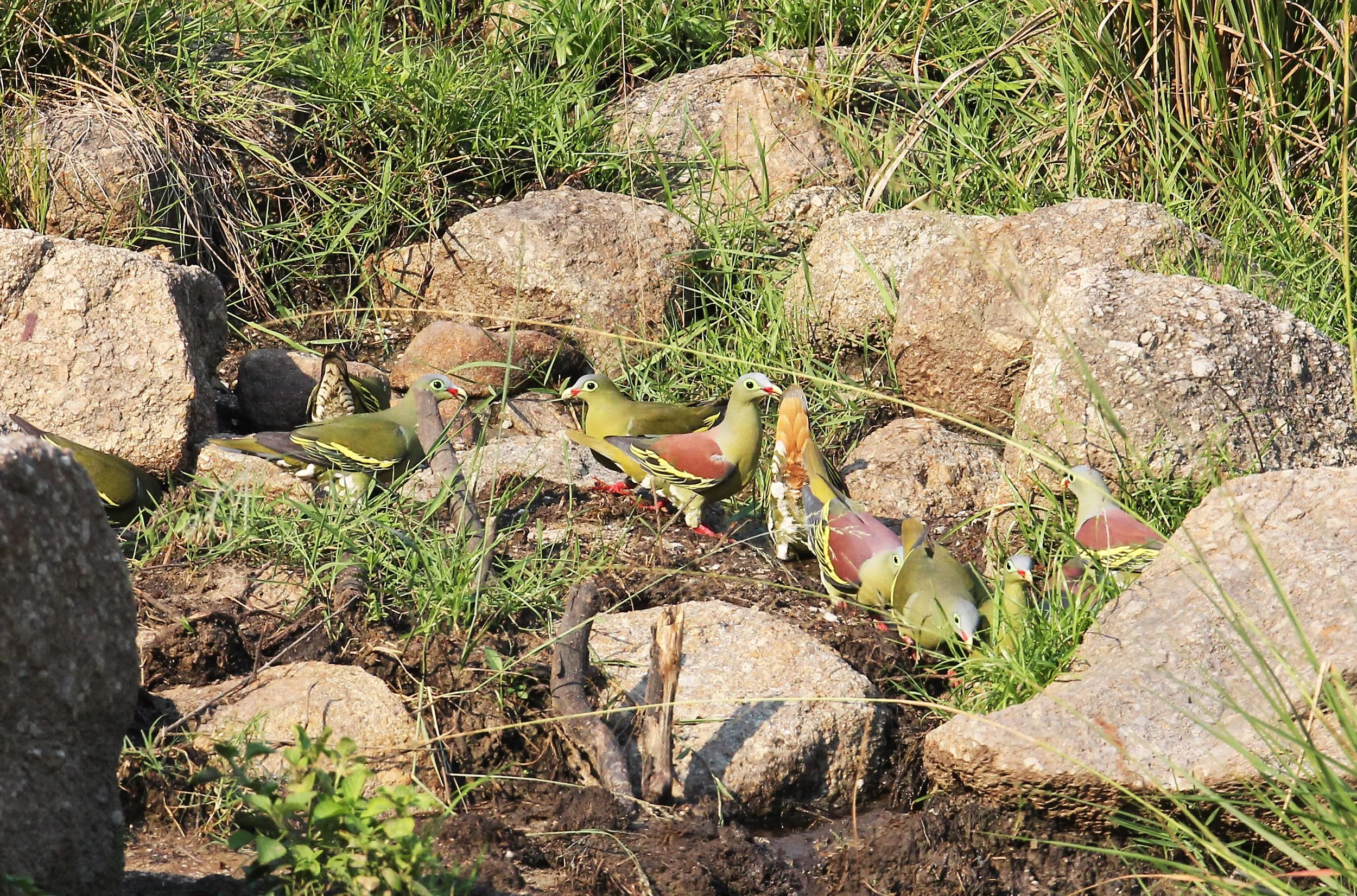 Thick-billed Green Pigeon (Treron curvirostra) Khao Ban Dai Huai Kha Khaeng Nature Reserve Thailand (15).JPG