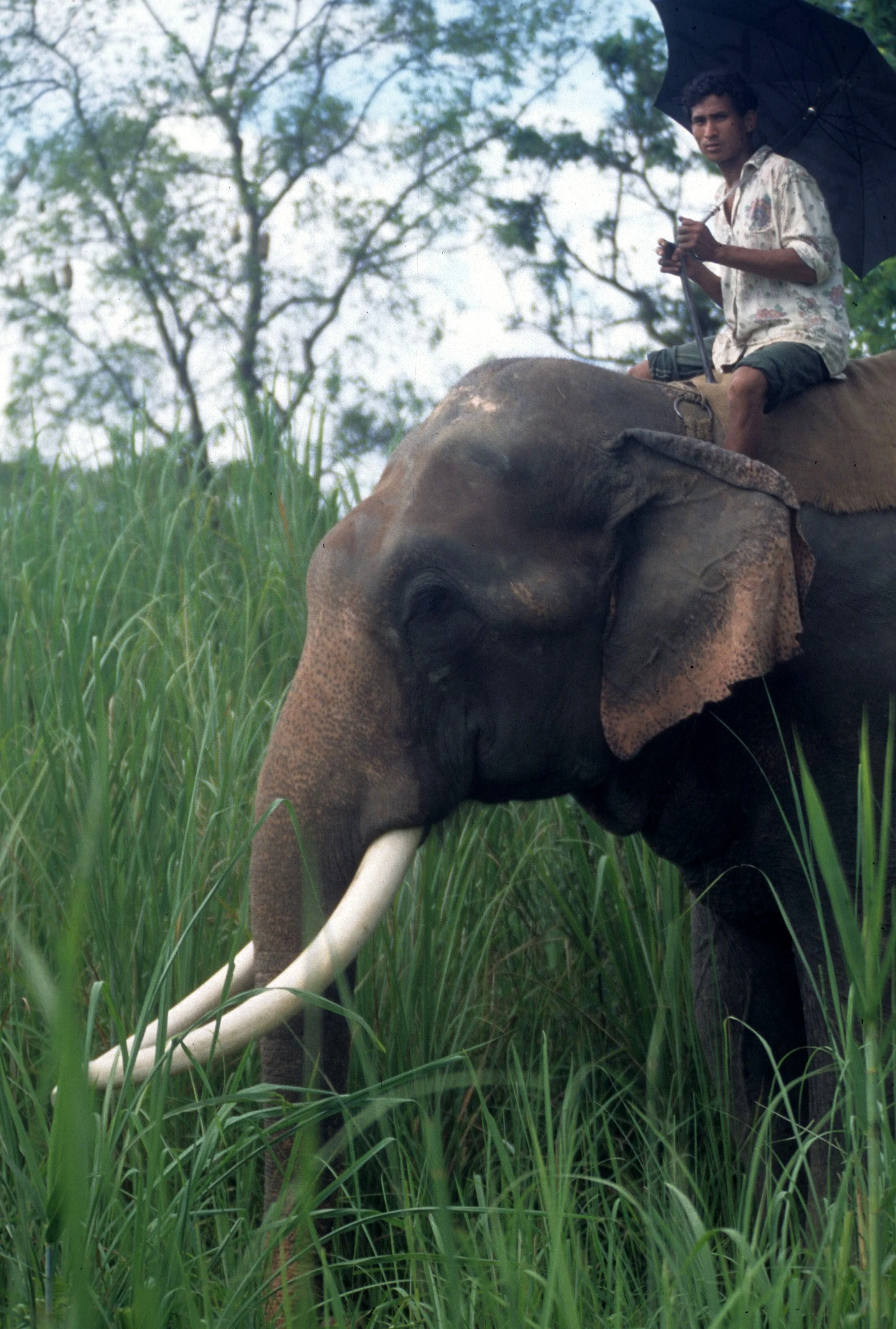 ELEHPANT - ASIAN ELEPHANT - CHITWAN NEPAL A.jpg