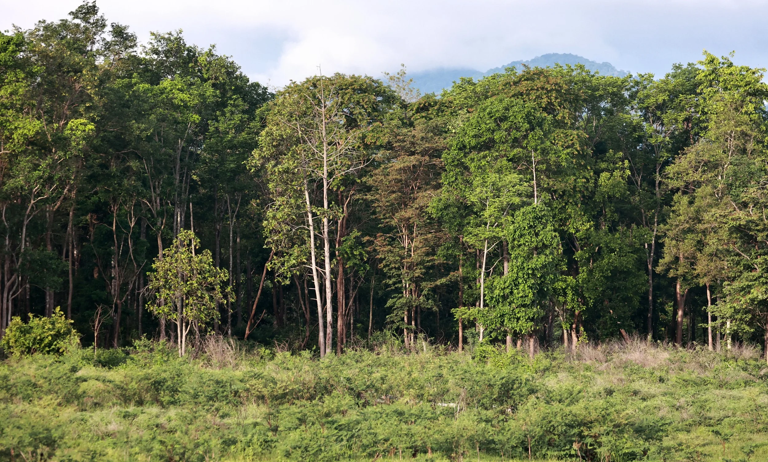 In the very early morning and late afternoon, these grasslands along Thap Salao Reservoir are a great place to see Banteng, Elephants and Deer...