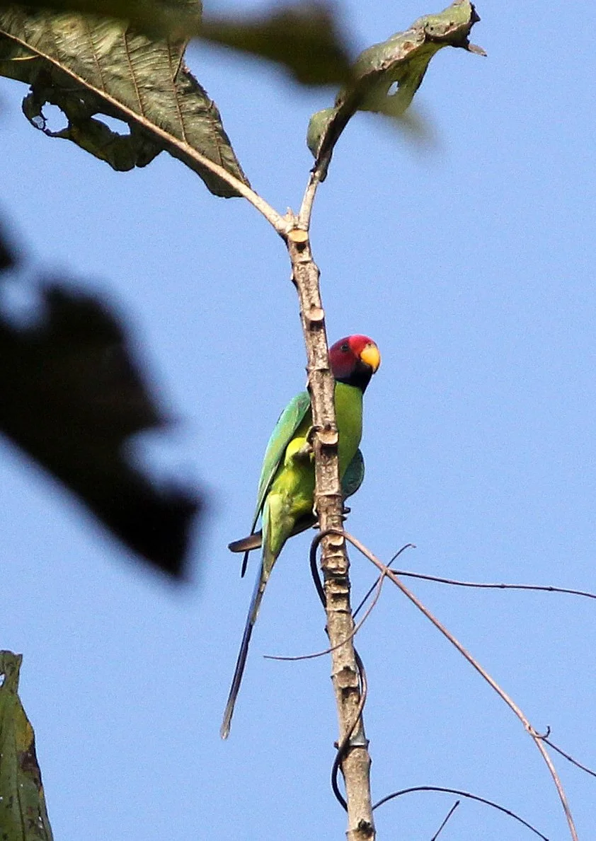 BIRD - PARAKEET - PLUMB-HEADED PARAKEET -  THATTEKAD NATURE RESERVE KERALA INDIA (4).JPG