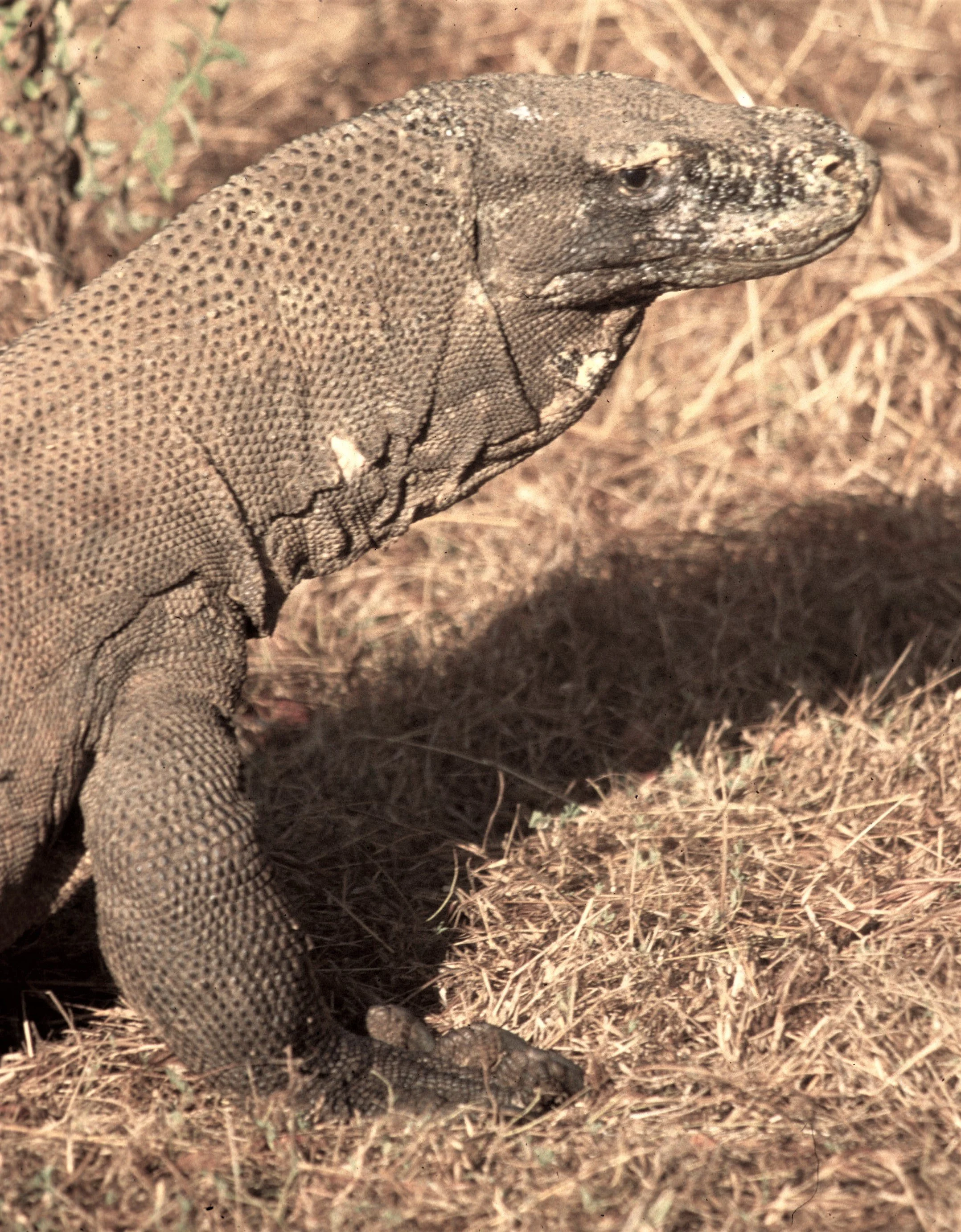 Varanus komodoensis - KOMODO DRAGON - KOMODO ISLAND INDONESIA AA.jpg