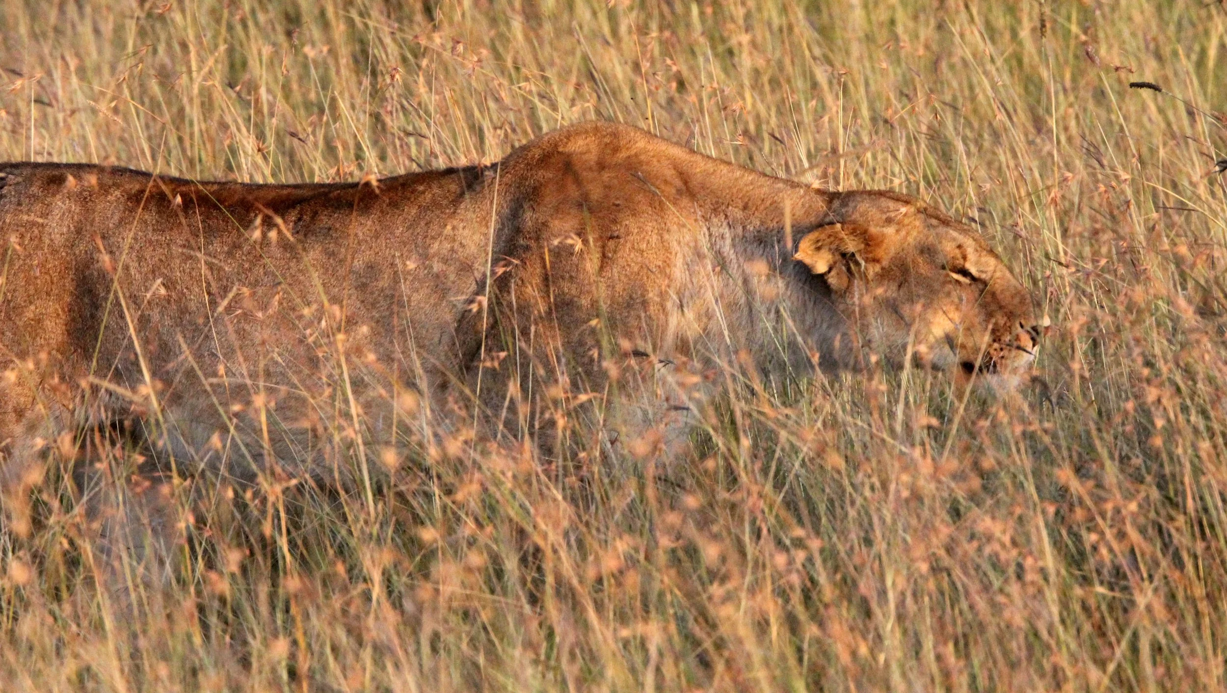Panthera leo melanochaita - AFRICAN  LION - MASAI MARA NATIONAL PARK KENYA (210).JPG
