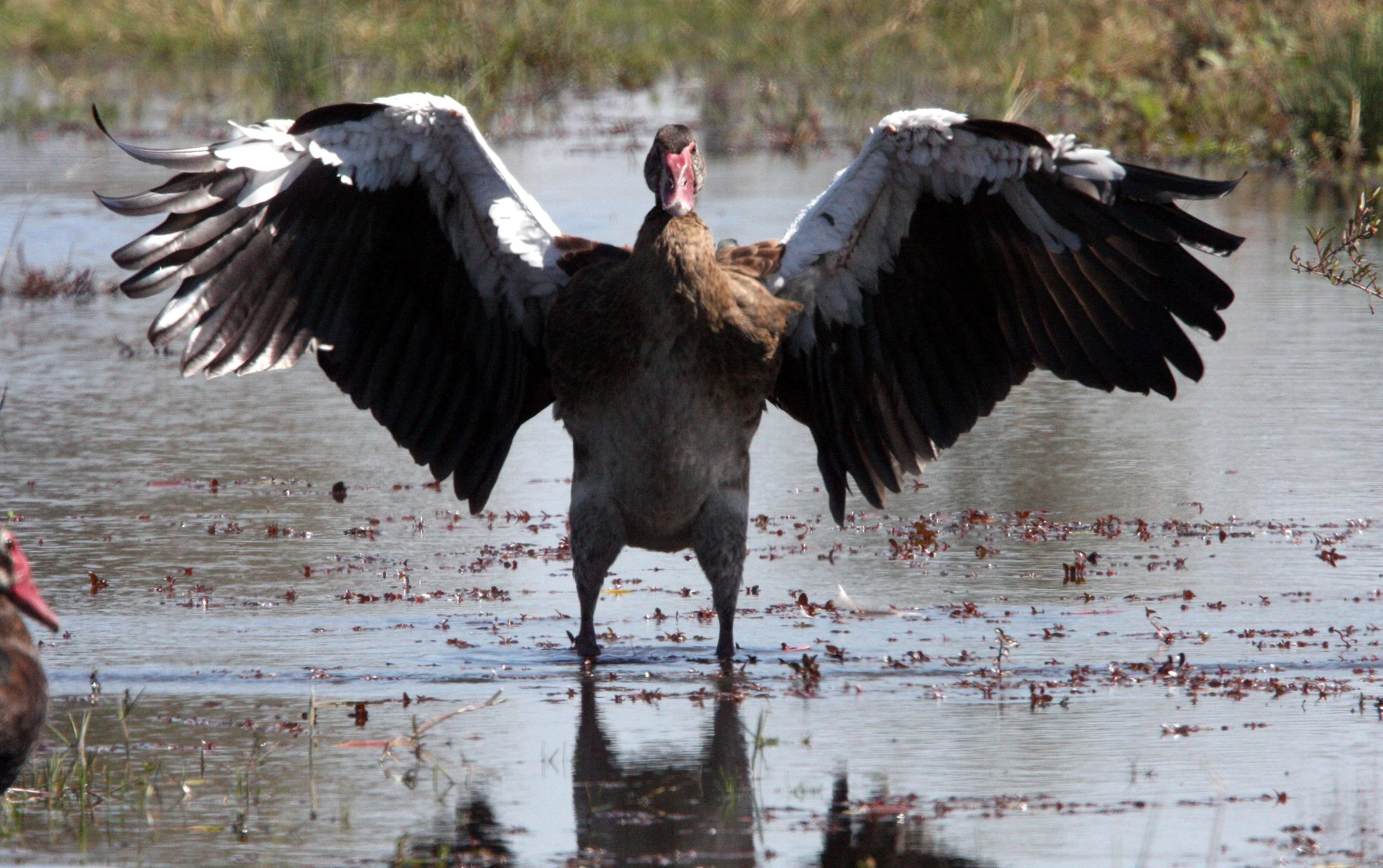 GOOSE - SPUR-WINGED GOOSE - Plectropterus gambensis - KHWAI CAMP OKAVANGO BOTSWANA (24).JPG