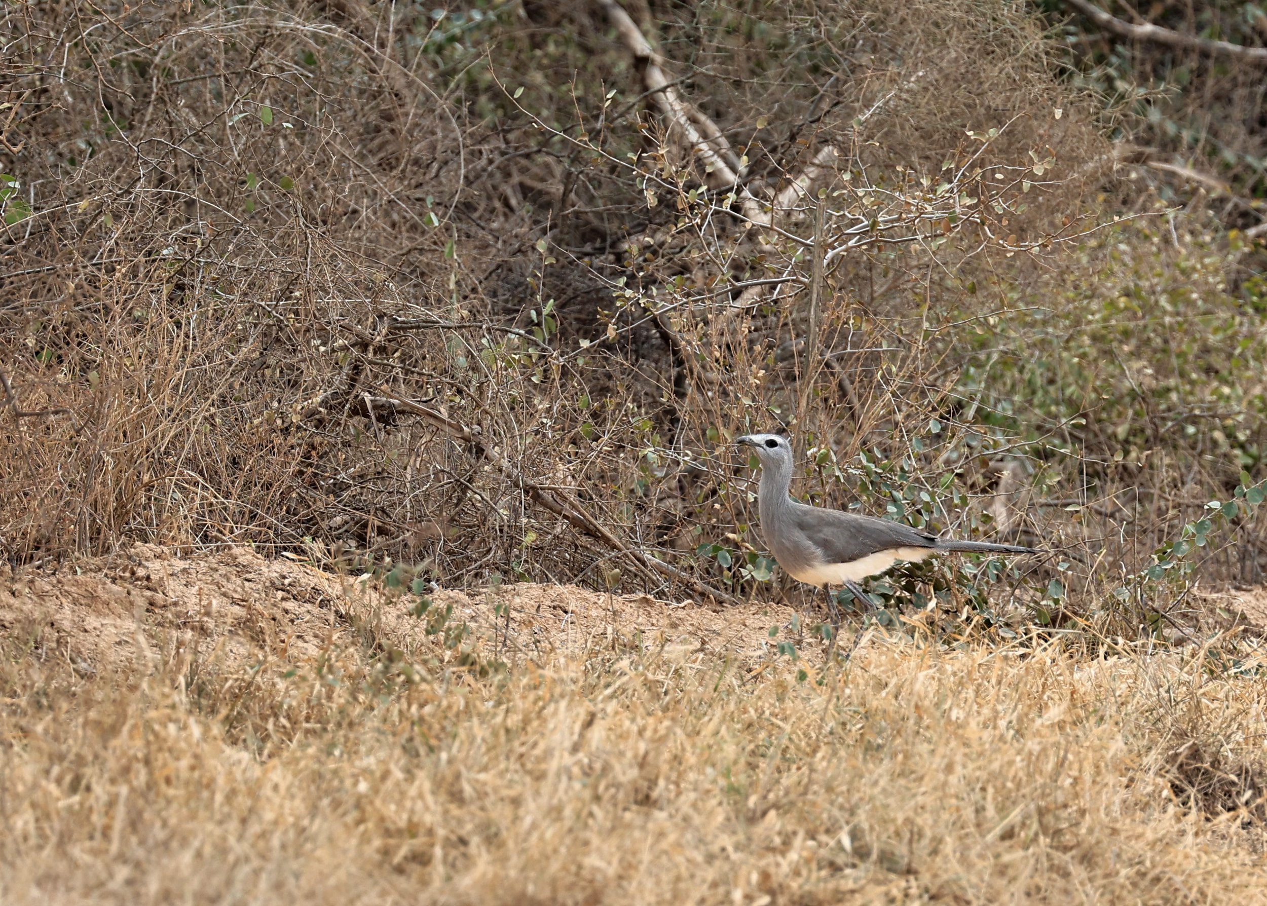 Black-legged Seriema (Chunga burmeisteri) Agua Dulce Paraguay (15).jpg