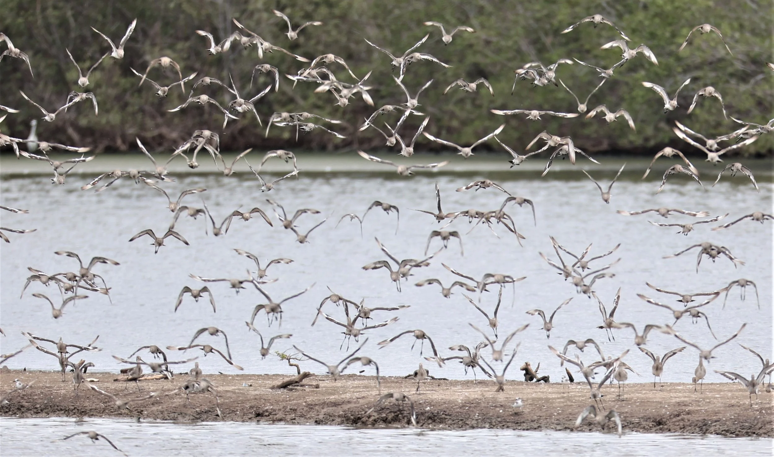 GODWIT - BLACK-TAILED GODWIT - Limosa limosa - BANG PU FOREST RESERVE SEPT 12 2021 (58).jpg