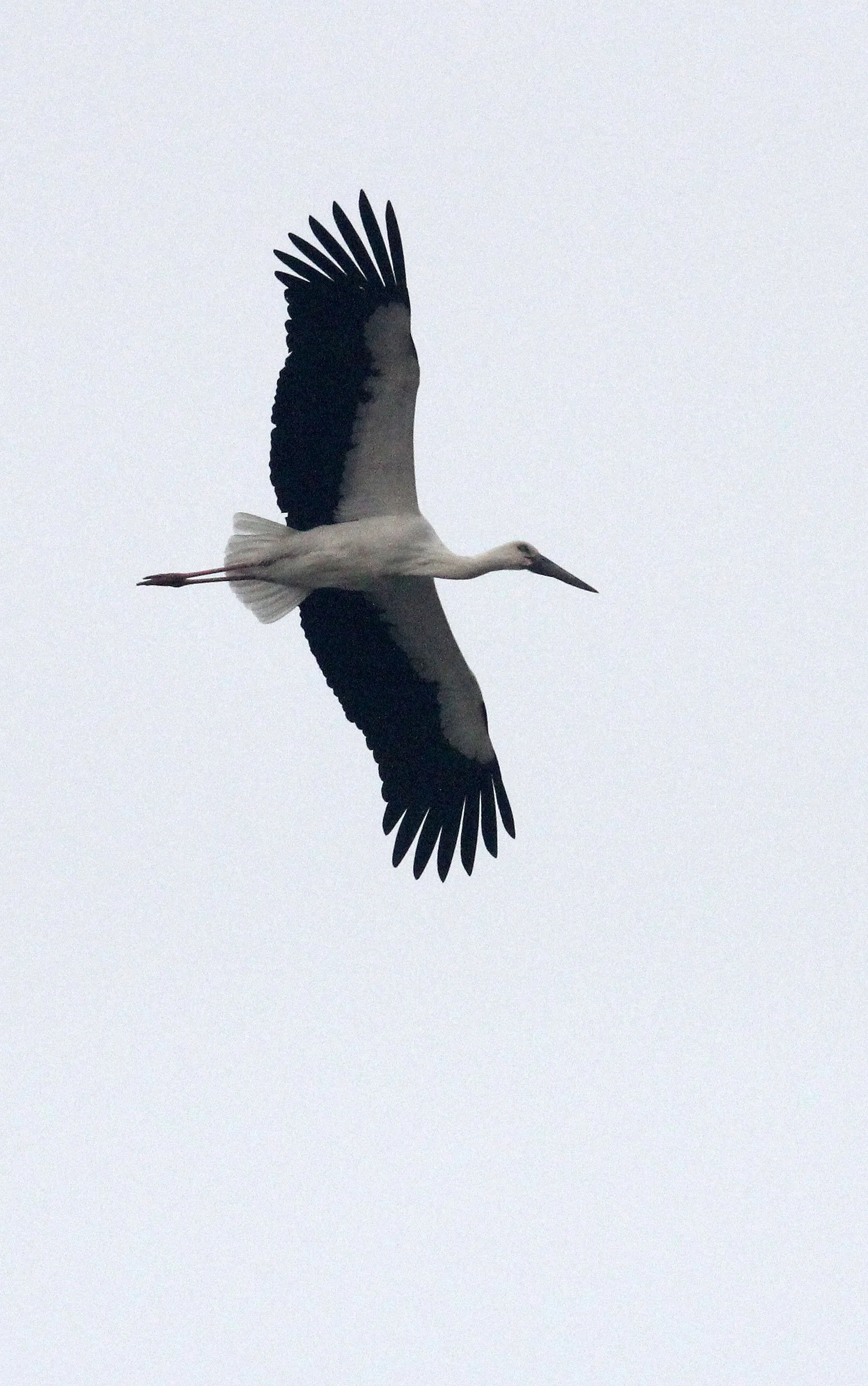 STORK - ORIENTAL STORK - Ciconia boyciana - POYANG LAKE, JIANGXI PROVINCE, CHINA (18).JPG