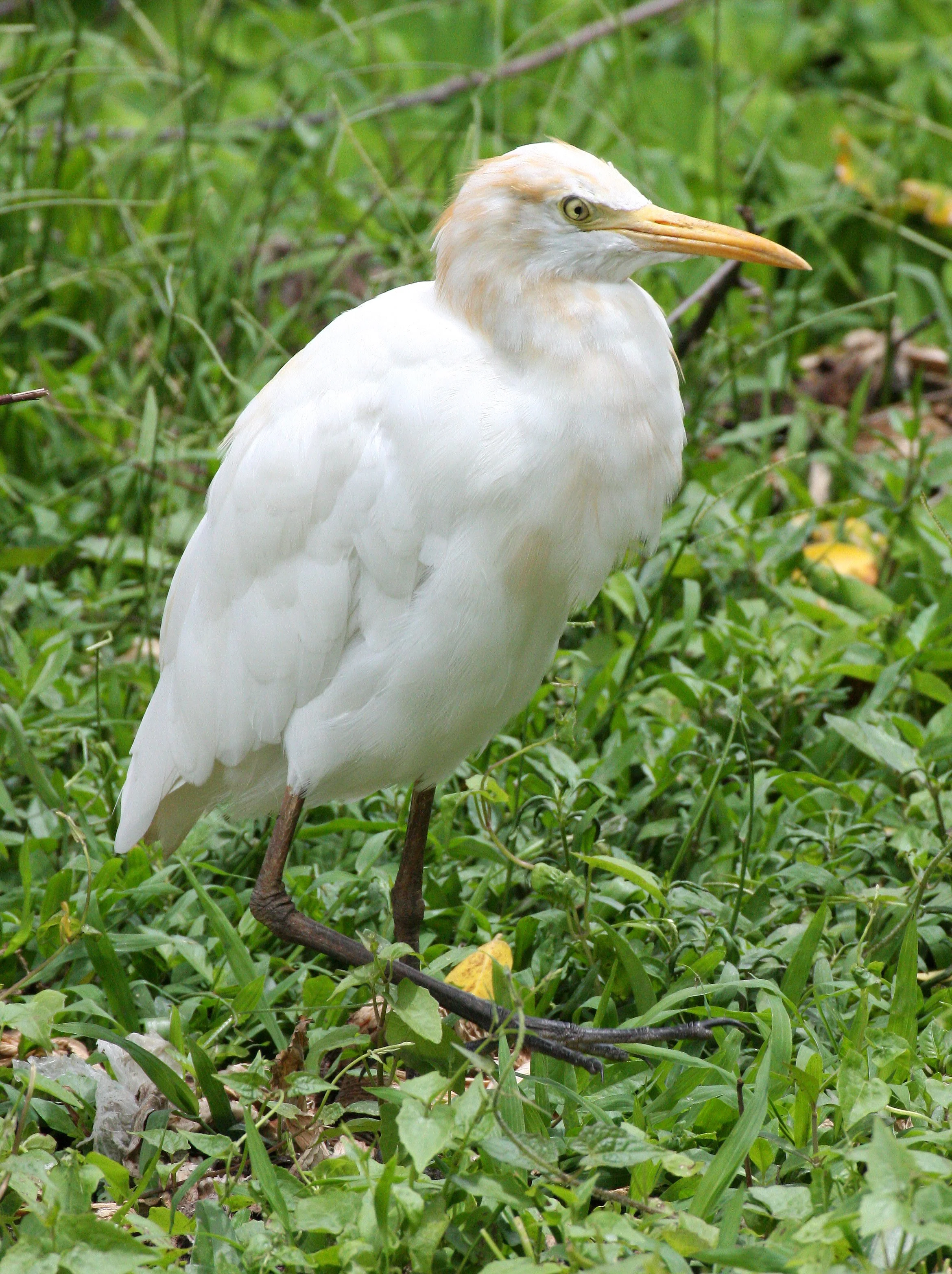 EGRET - CATTLE EGRET (EASTERN) - Bubulcus coromandus - NAKHON WETLANDS  (12).JPG