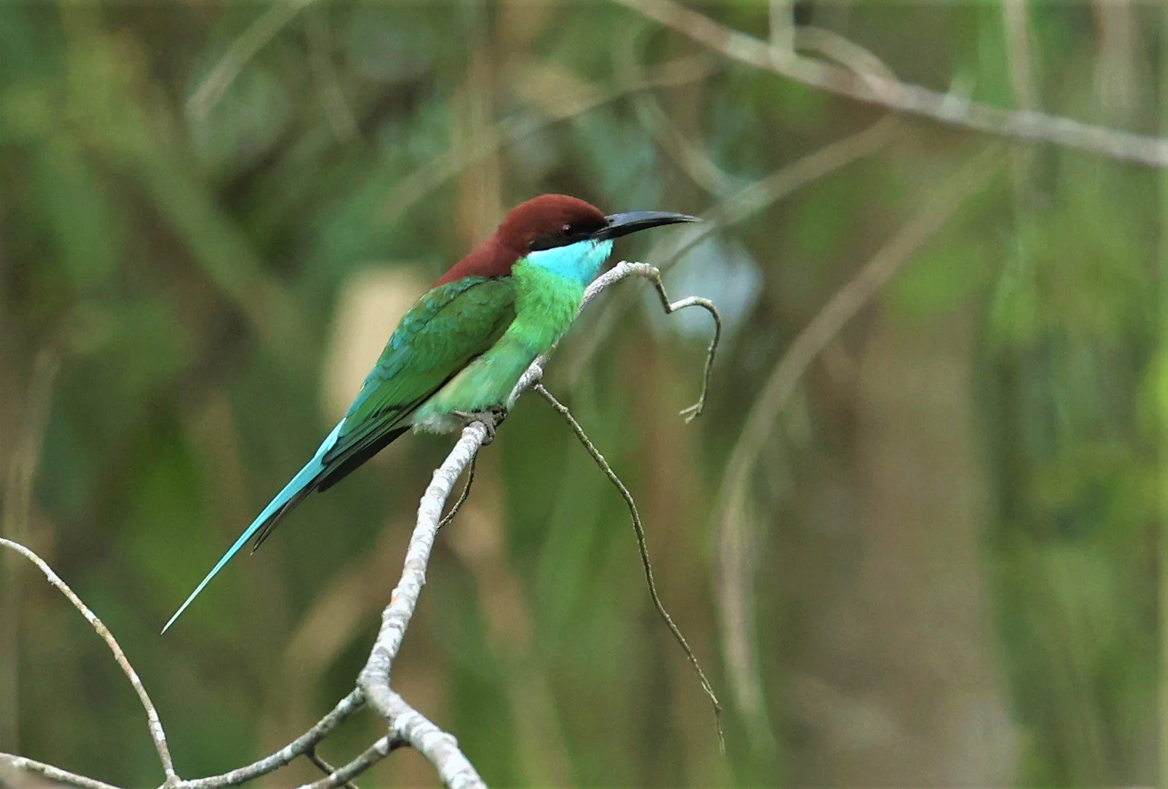 BEE-EATER - BLUE-THROATED BEE-EATER - Merops viridis - PAK PHAYUN DISTRICT, PATTHALUNG APRIL 2022 (20).jpg