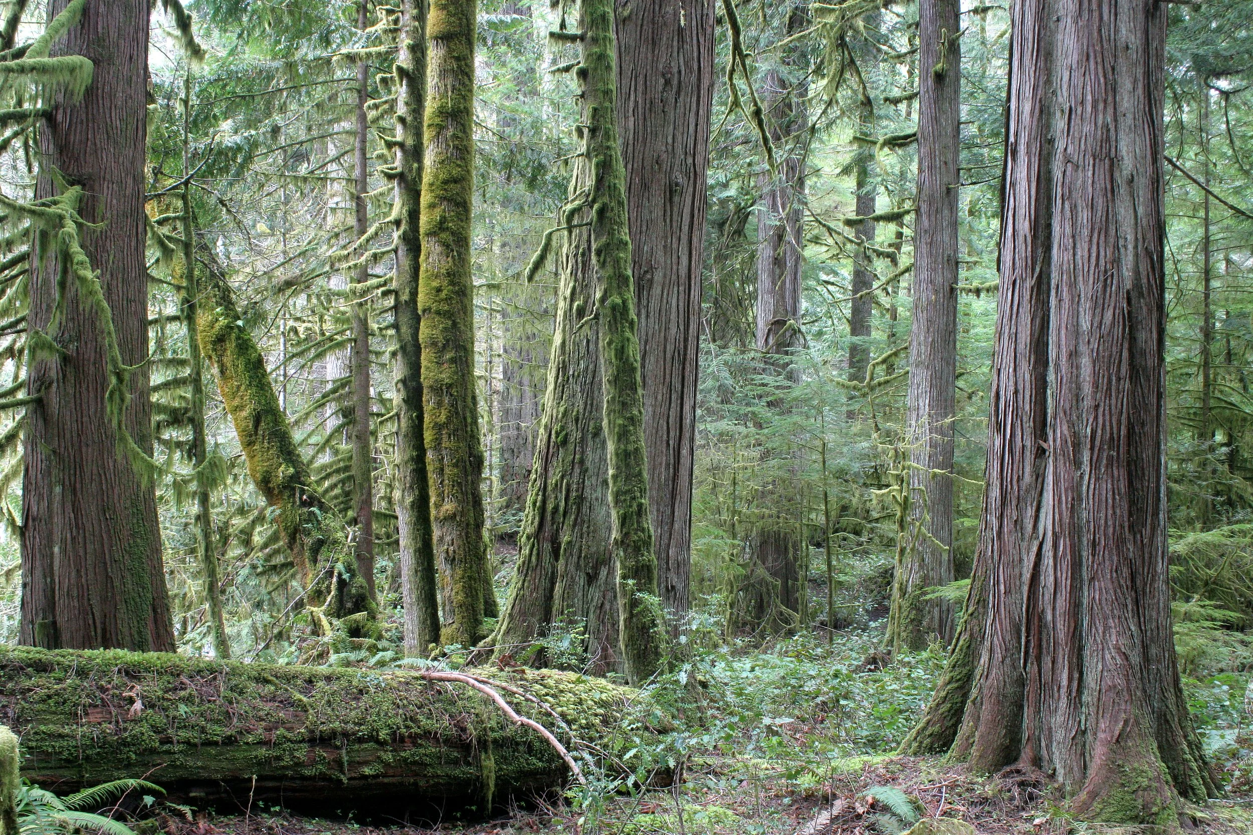 BARNES CREEK AND SURROUNDING FOREST (16).JPG