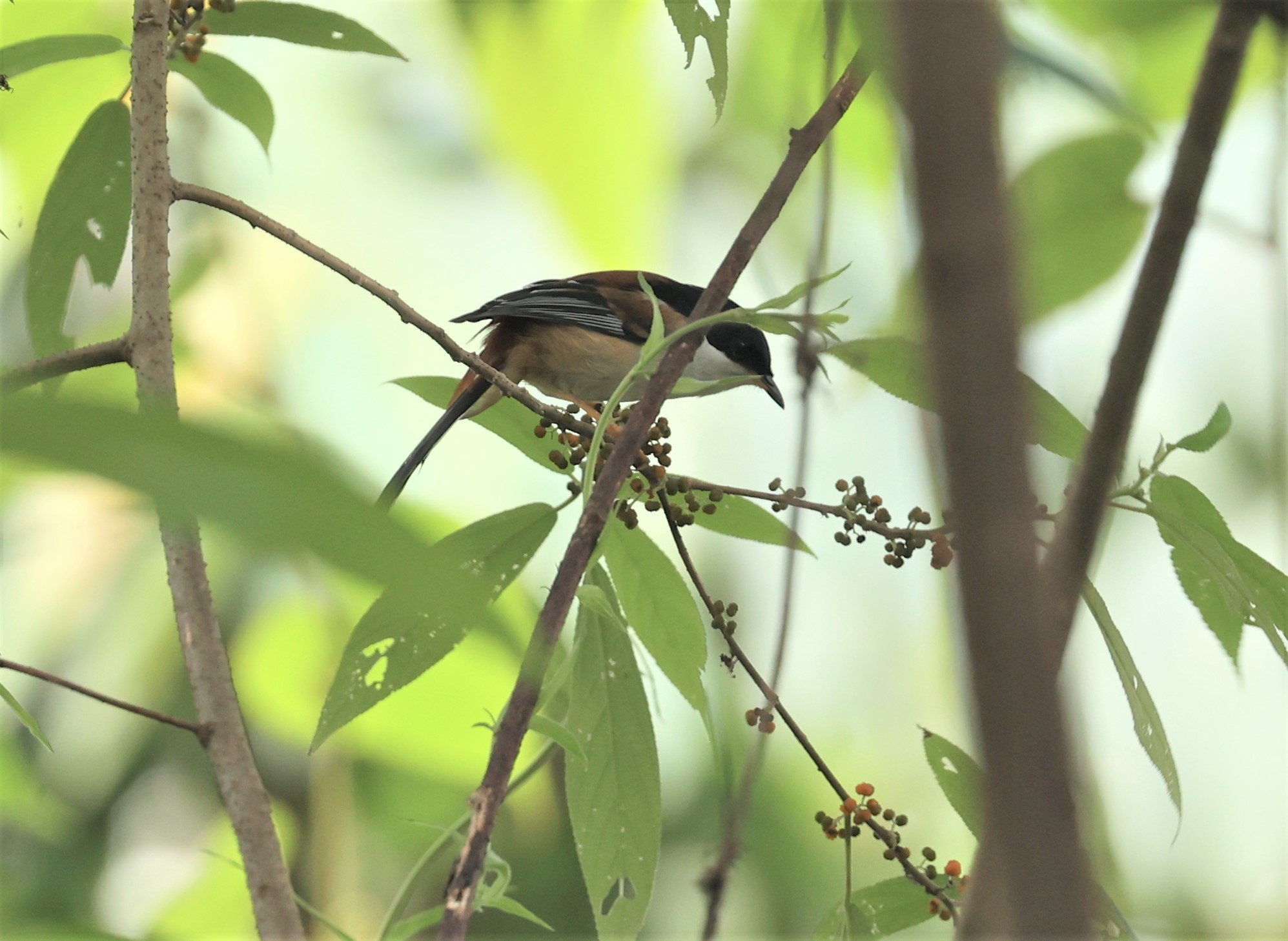 SIBIA - RUFOUS-BACKED SIBIA - Leioptila annectens - DOI LANG WEST, DOI PHA HOM KHA NP, CHIANG MAI DEC 2021 (19).jpg