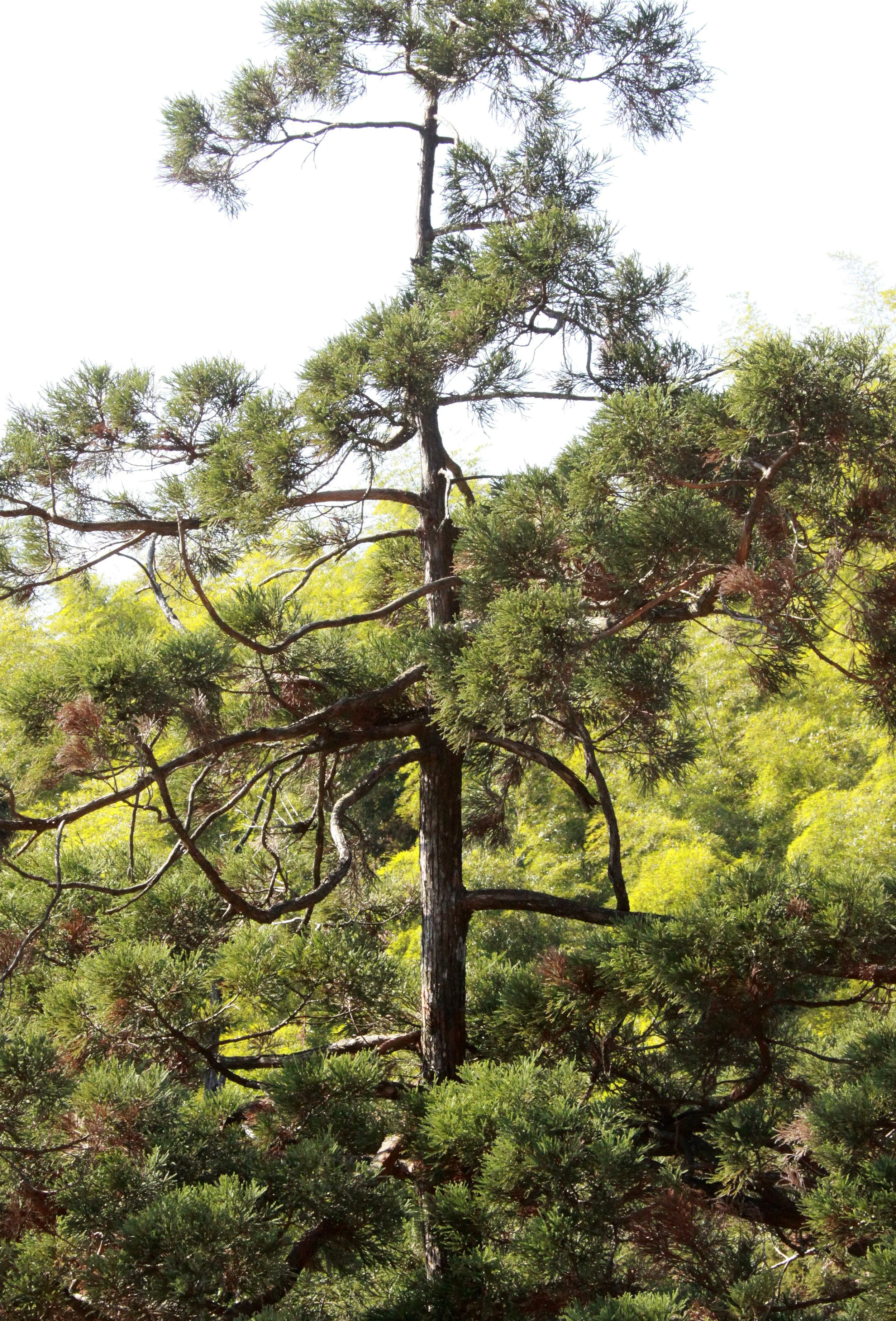 MEIHUASHAN - FUJIAN CHINA (3).JPG