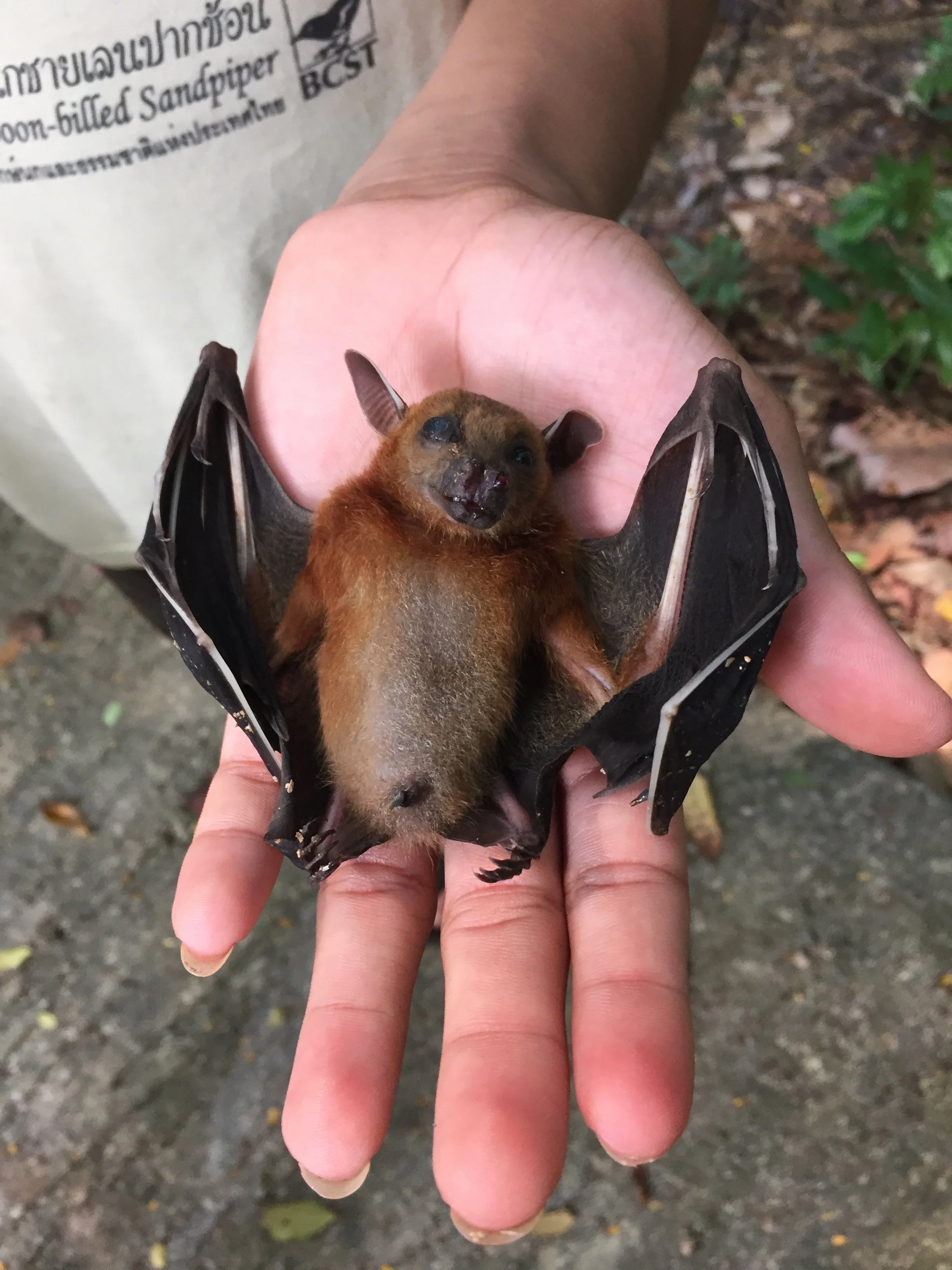 2015 Koh Lanta Garden Bats, Poacher Nets & Nature (2).jpg