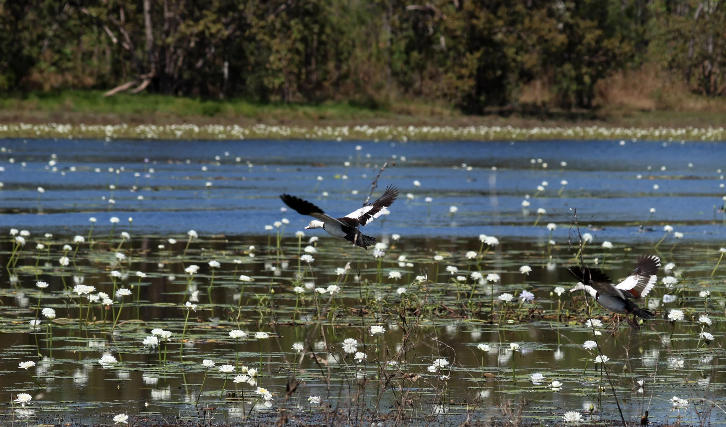 Radjah Shelduck (Tadorna radjah) Anbangbang Billabong, Kakadu NP - Northern Territory  (17).jpg