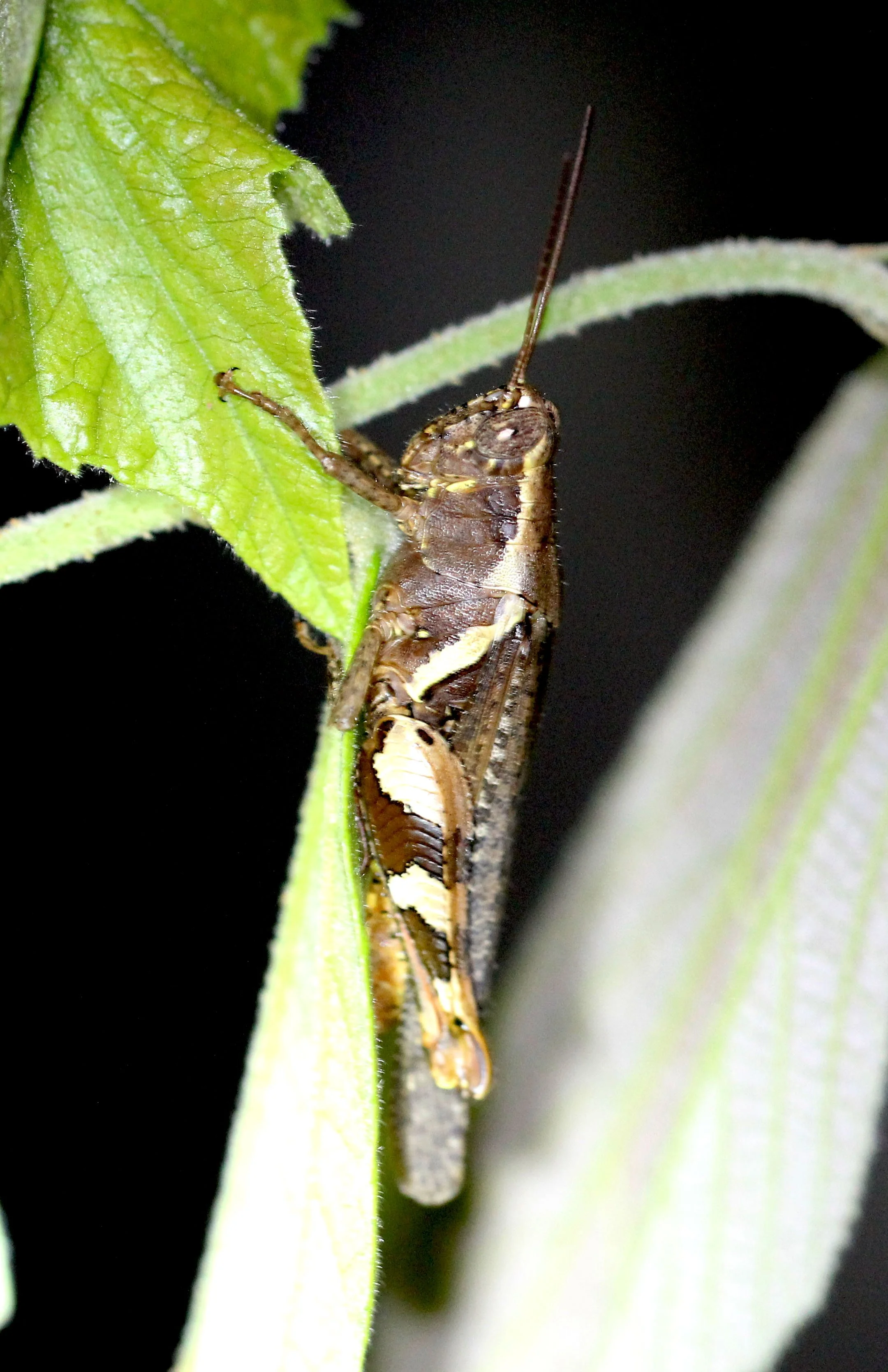 Acrididae - Species 22a - Koh Lanta, Thailand 