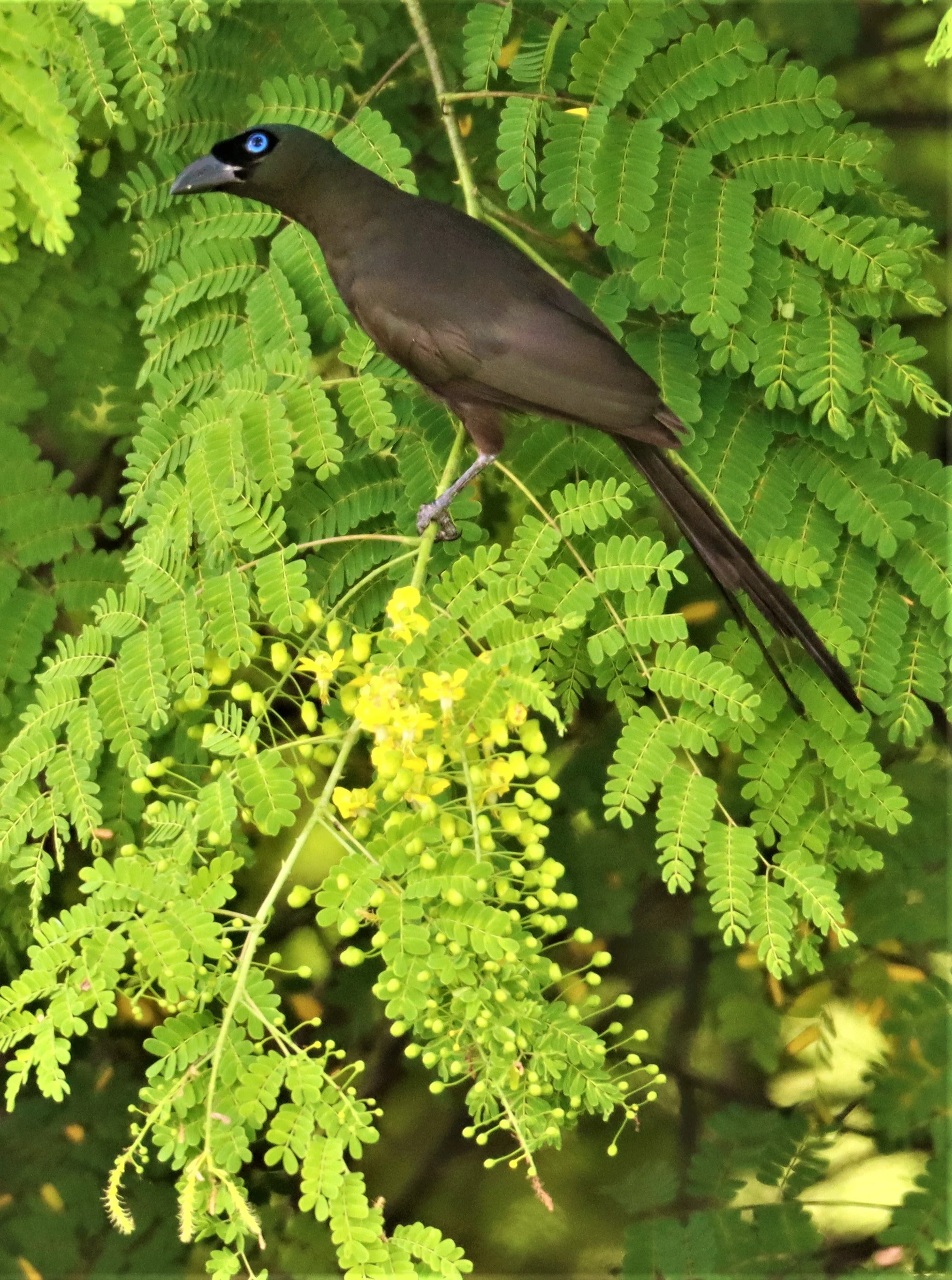 TREEPIE - RACKET-TAILED TREEPIE -Crypsirina temia - PU PLU SCRUBLANDS, NONG YA PLONG PETCHABURI (8).jpg