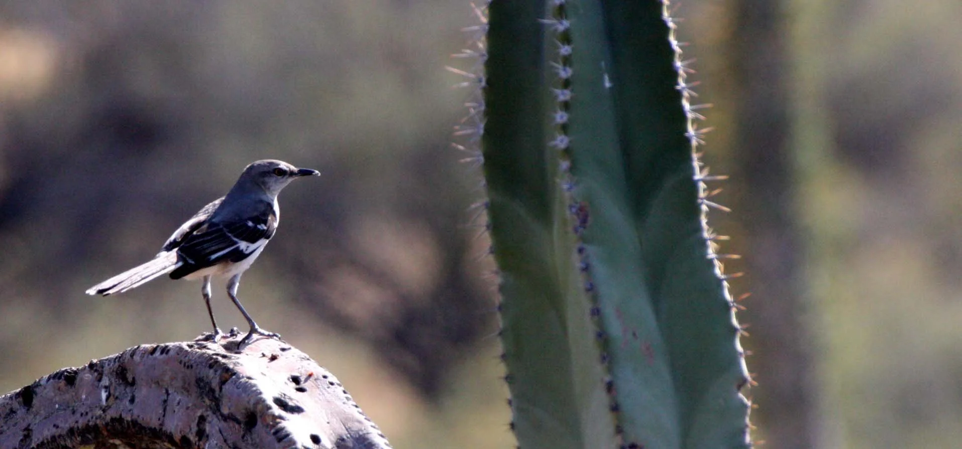 Northern Mockingbird (Mimus polyglottos) Catavina Desert Baja Mexico (9).JPG
