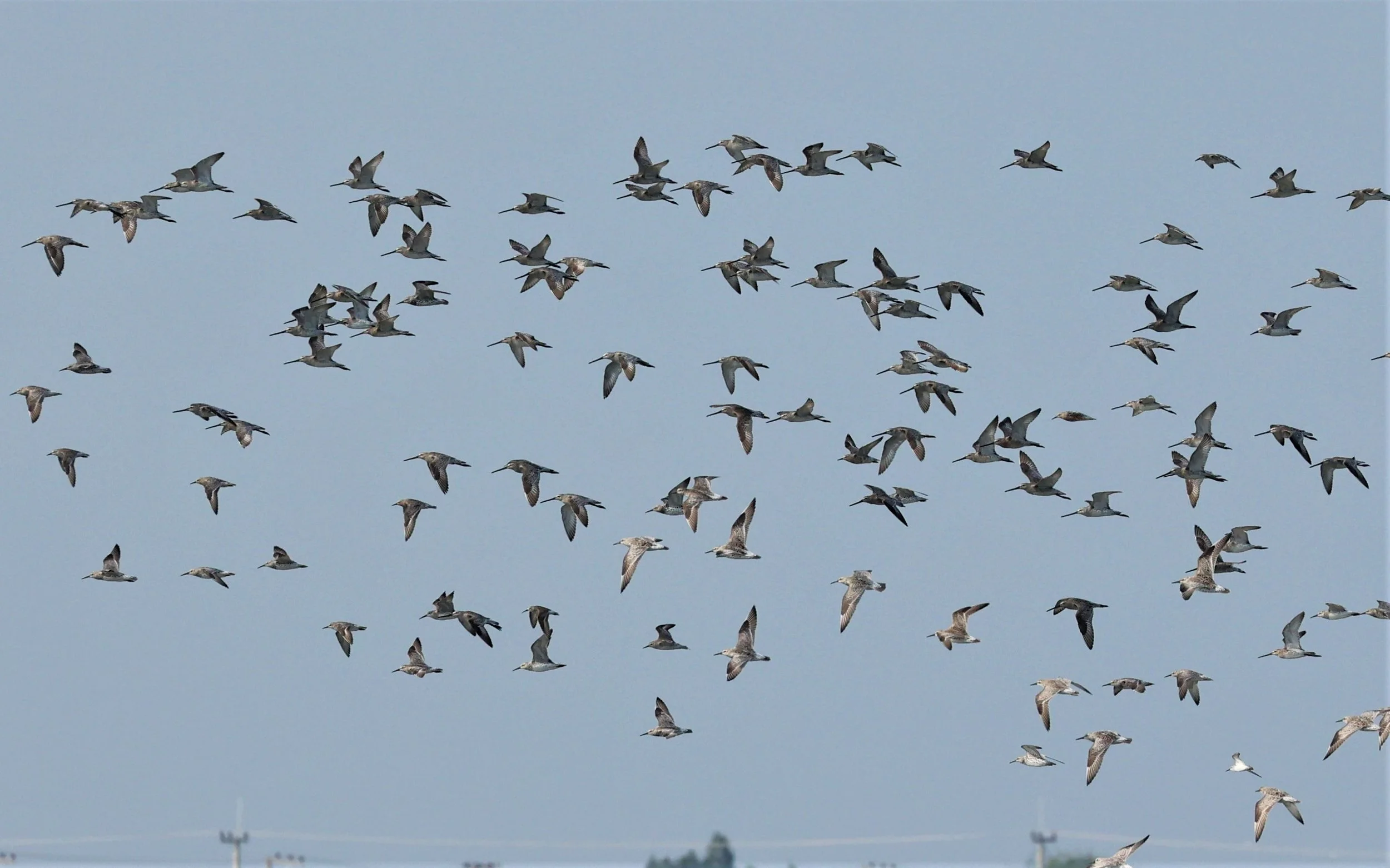 DOWITCHER - ASIAN DOWITCHER - Limnodromus semipalmatus - PAK THALE SALT PONDS MARCH 2022 (26).jpg