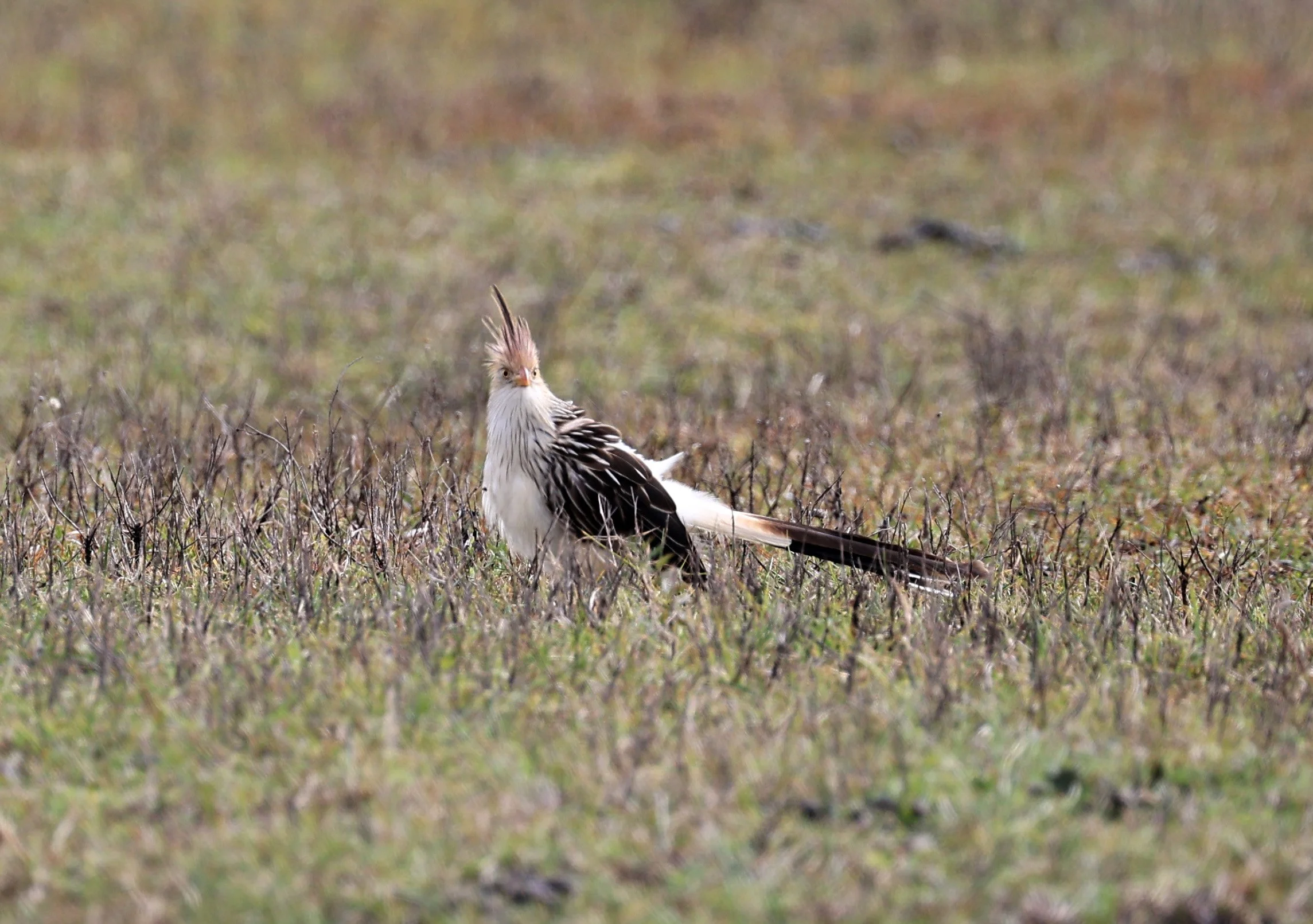 Guira Cuckoo (Guira guira) El Palmar National Park, Entre Rios, Argentina (2).jpg