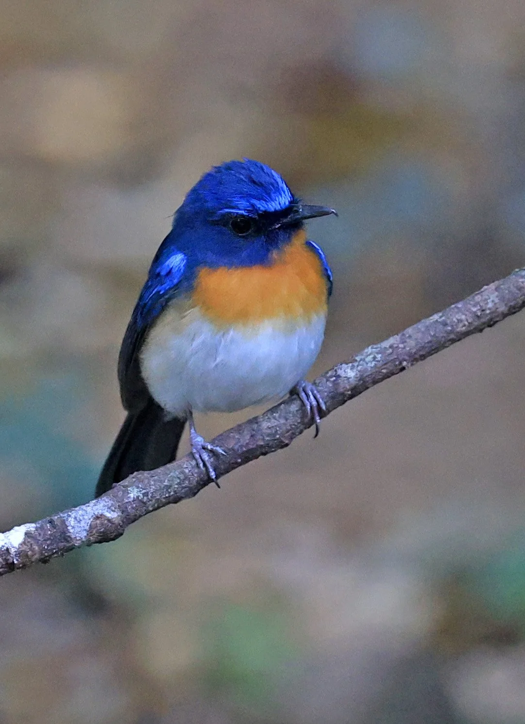 Indochinese Blue Flycatcher (Cyornis sumatrensis) Kaeng Krachan National Park ESS Expedition 2026 (40).jpg
