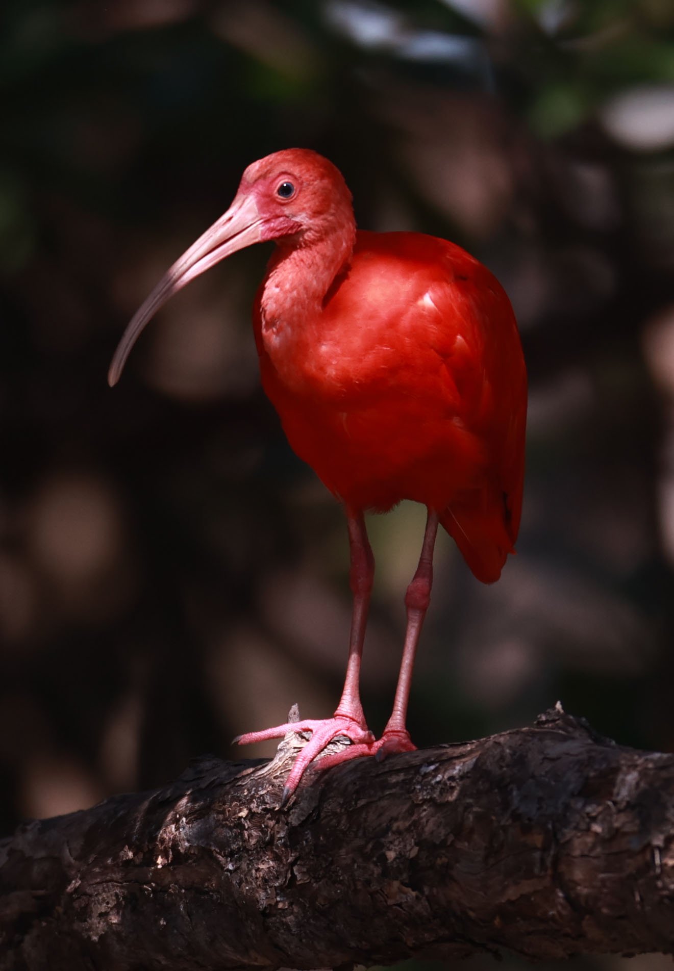 Ibis - Scarlet Ibis - Eudocimus ruber - 29 Songkaow Cafe, Chachoengsao Thailand (300).jpg