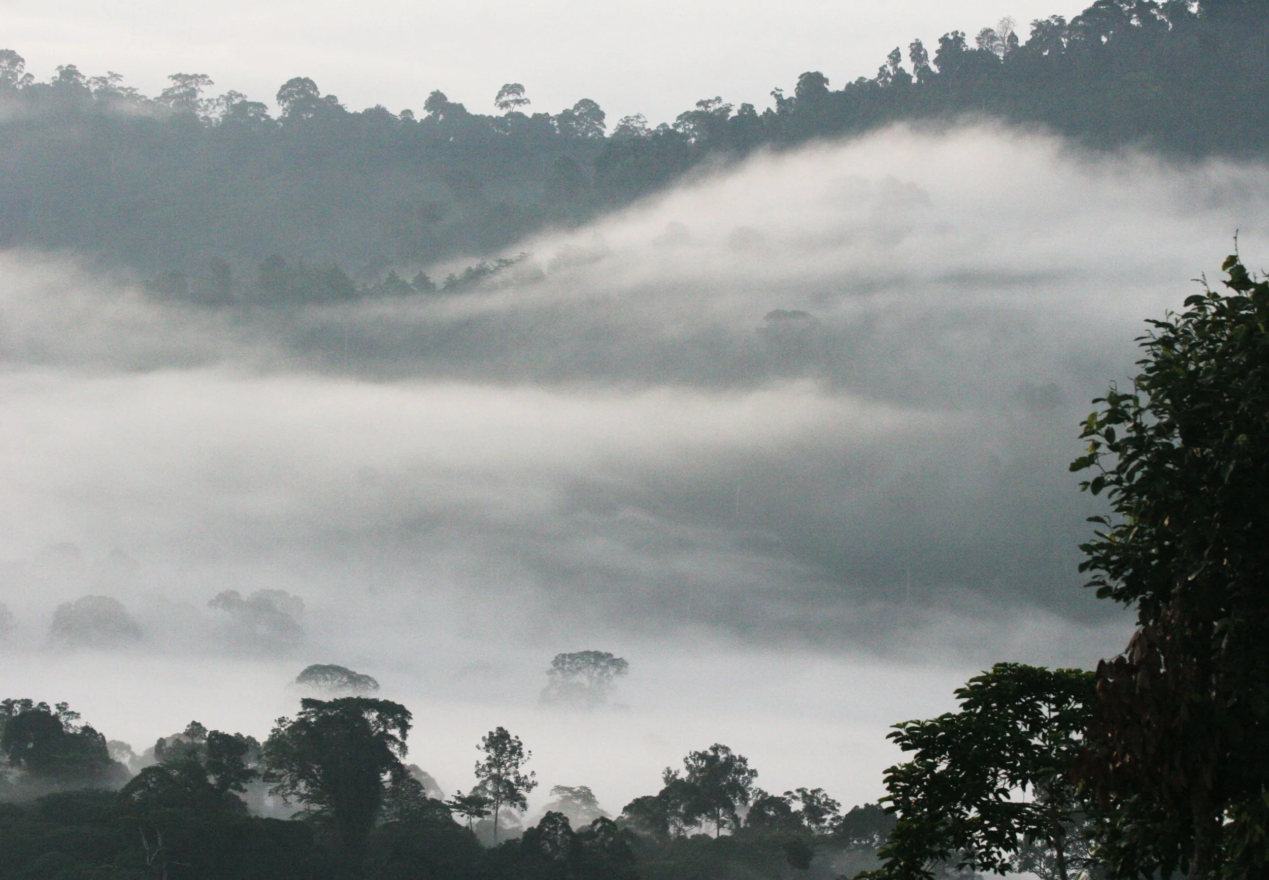 DANUM VALLEY BORNEO - SUNRISE OVER THE DANUM (58).JPG
