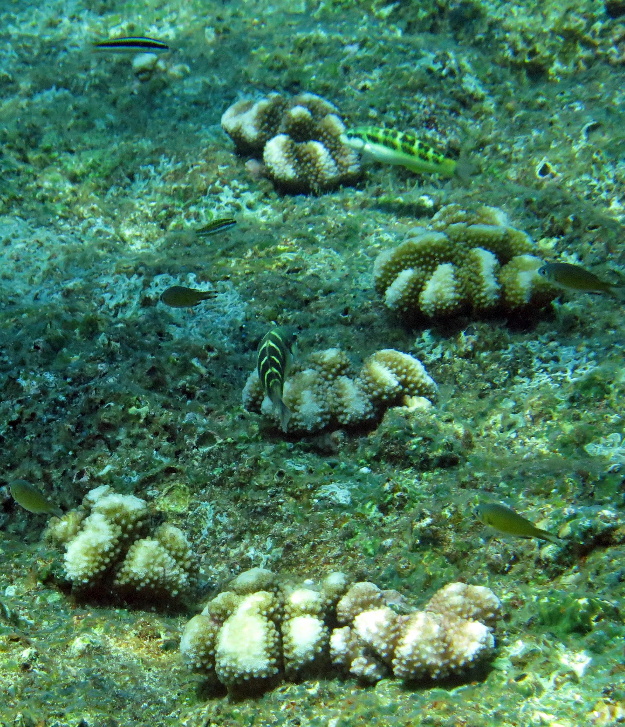2014 Similan Islands Marine Park Thailand ISB Dive Trip (30).JPG