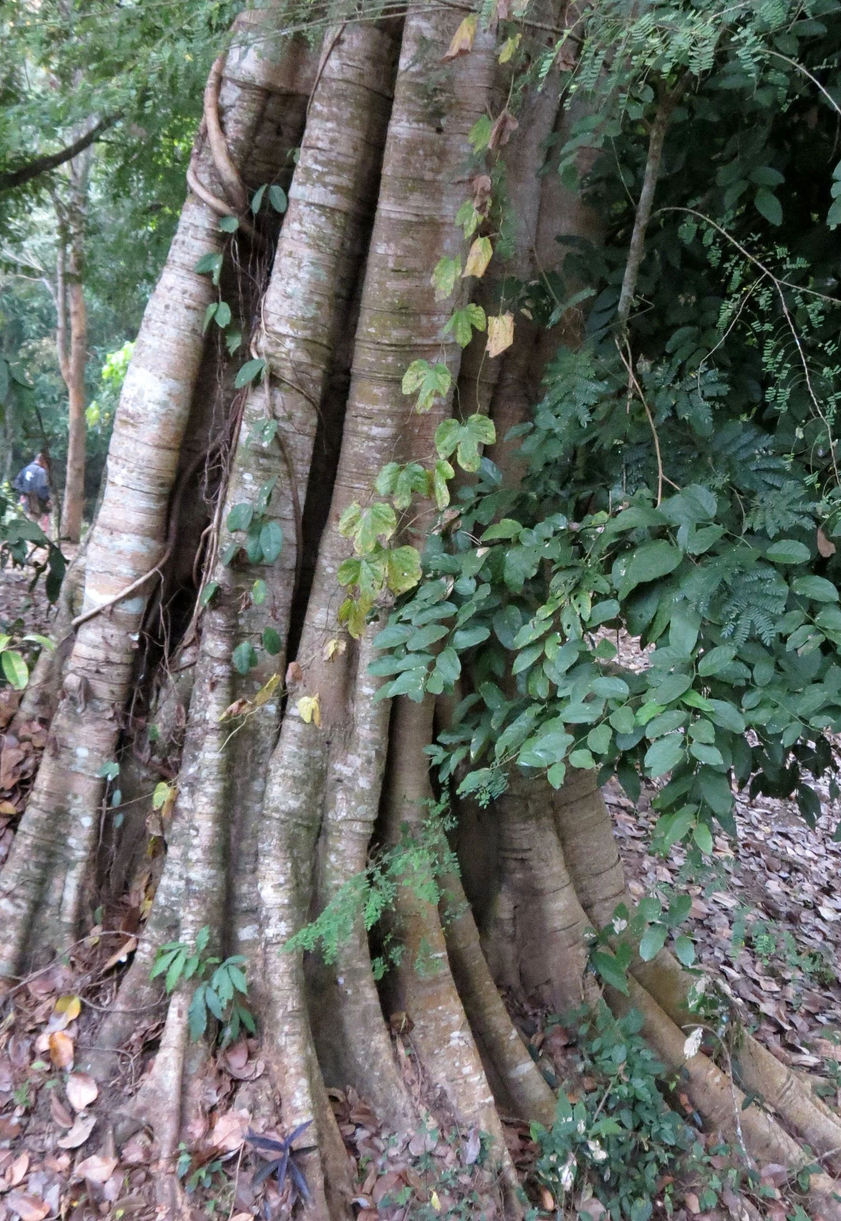 Ficus species in Huai Kha Khaeng 
