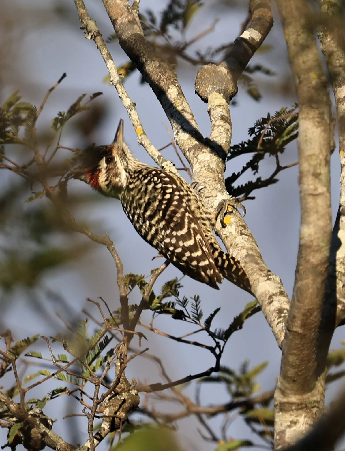 Checkered Woodpecker (Veniliornis mixtus) Reserva Nueland  Selva Serena (5).jpg