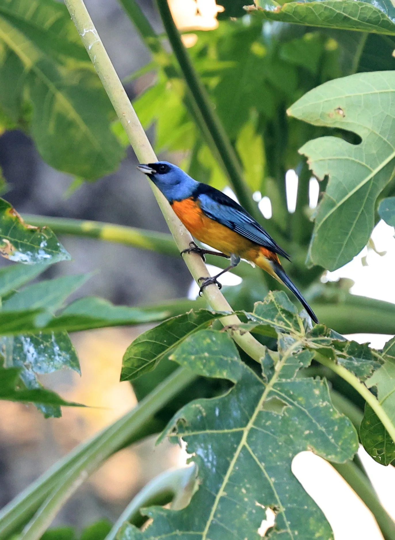 Blue-and-yellow Tanager (Thraupis bonariensis) Estancia Campo'i Paraguay (14).jpg