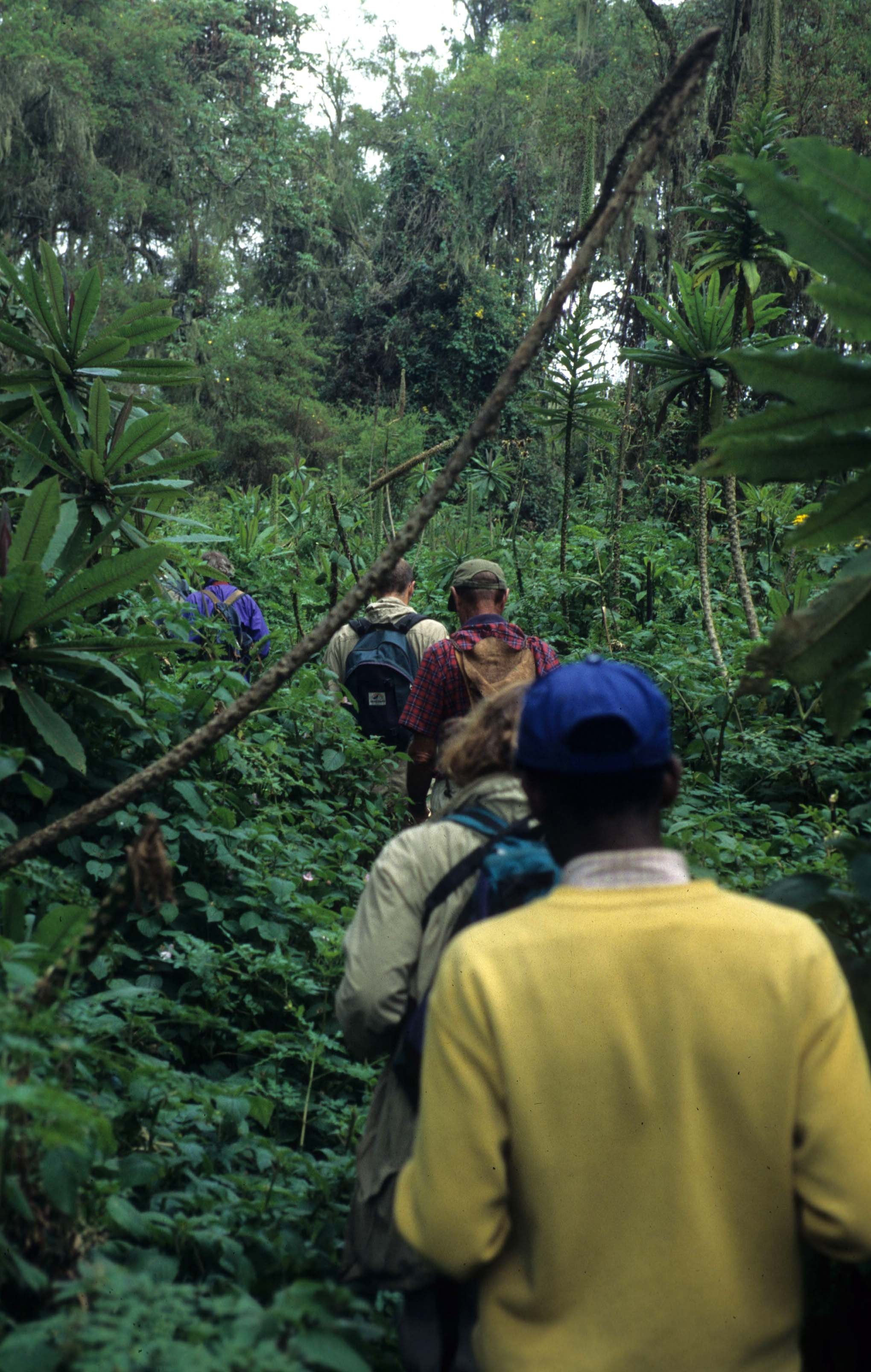 RWANDA - GORILLA TRACKING B.jpg