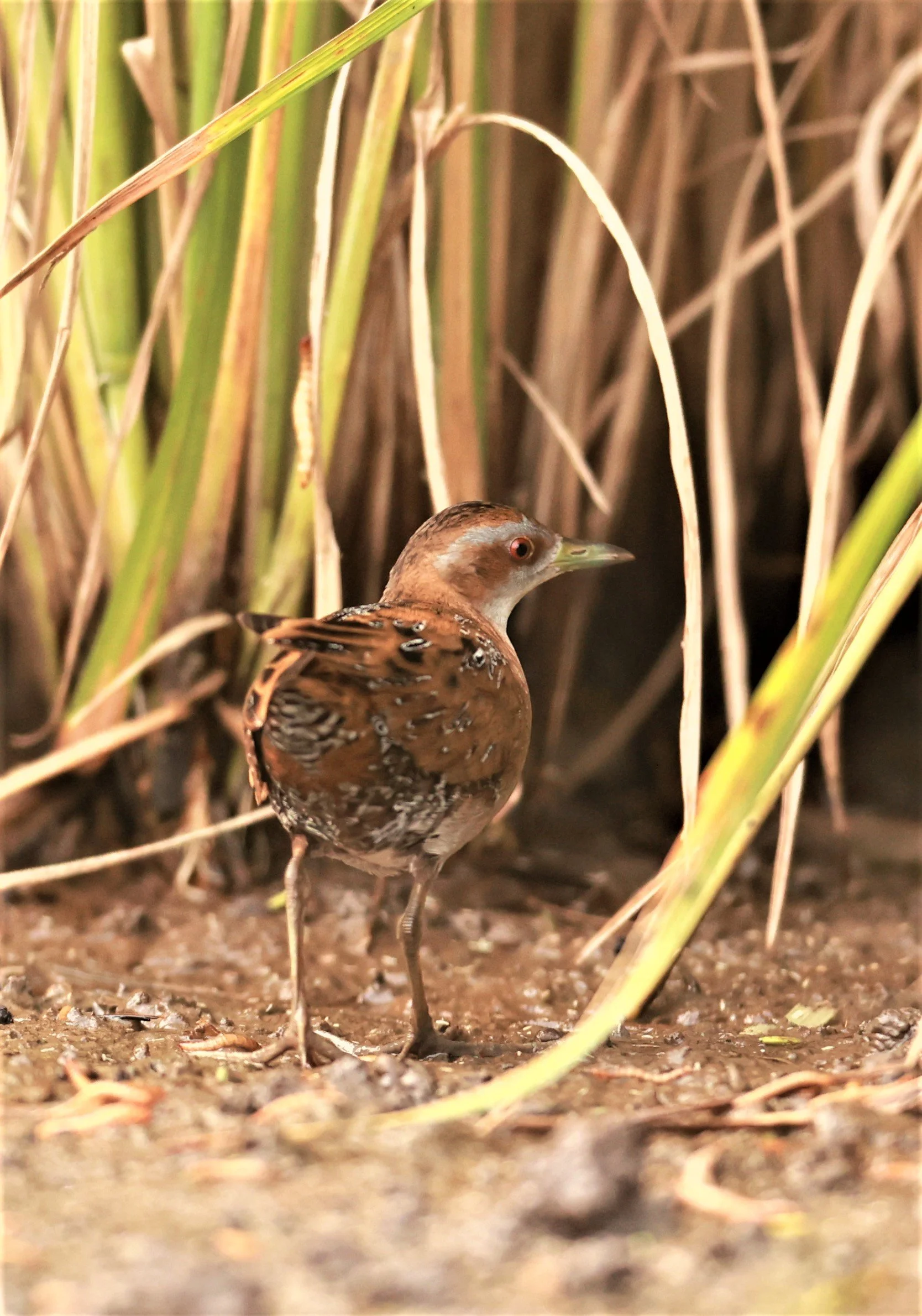 Baillon's Crake (Zapornia pusilla) Pathum Thani Rice Research Center Thailand (197).jpg