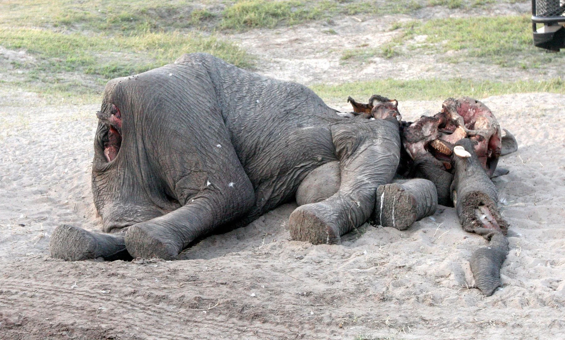 BOTSWANA - CHOBE NATIONAL PARK - ELEPHANT KILL (3).JPG